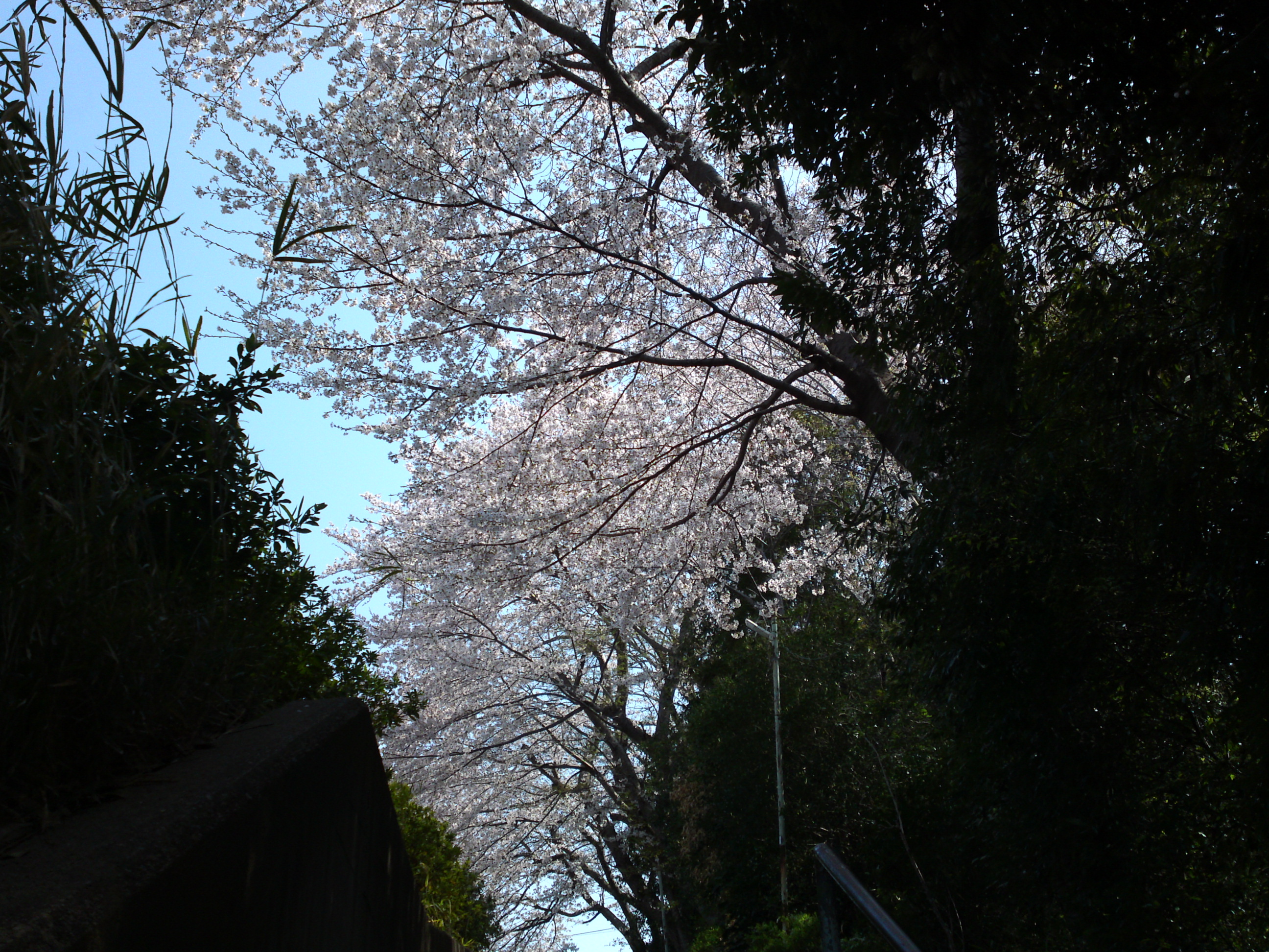 2019年万葉植物園前満開の桜並木３