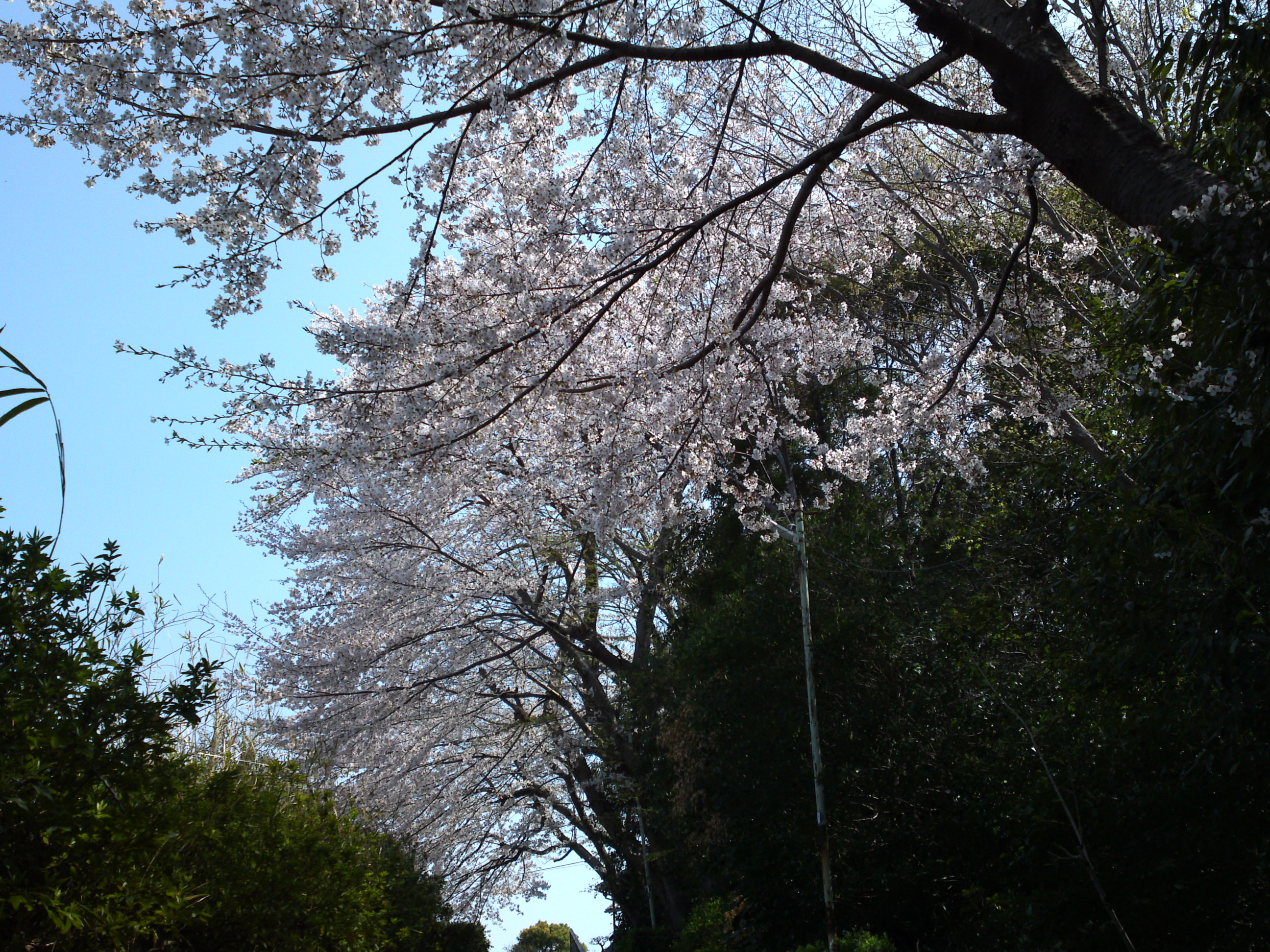 2019年万葉植物園前満開の桜並木４