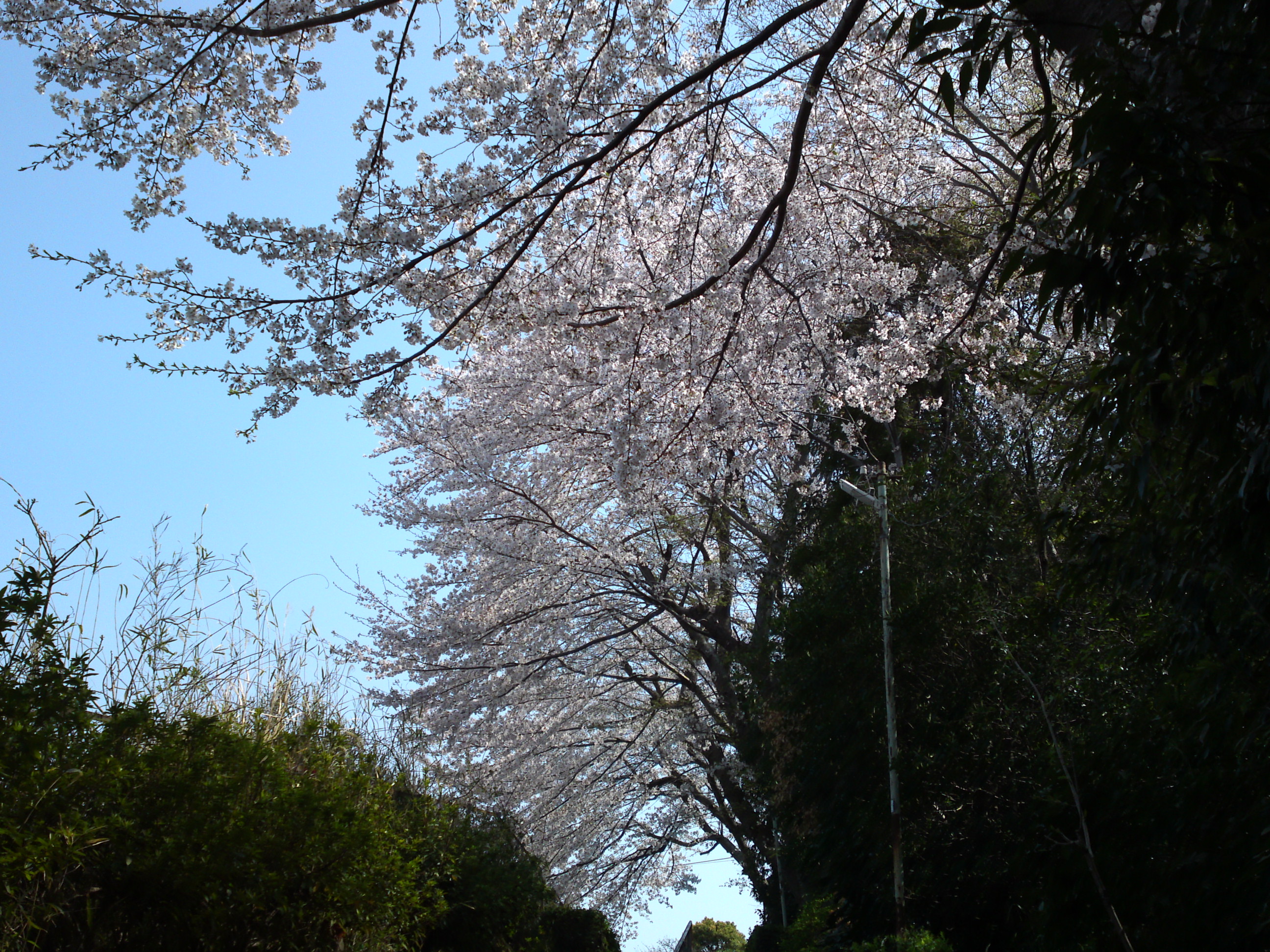 2019年万葉植物園前満開の桜並木５