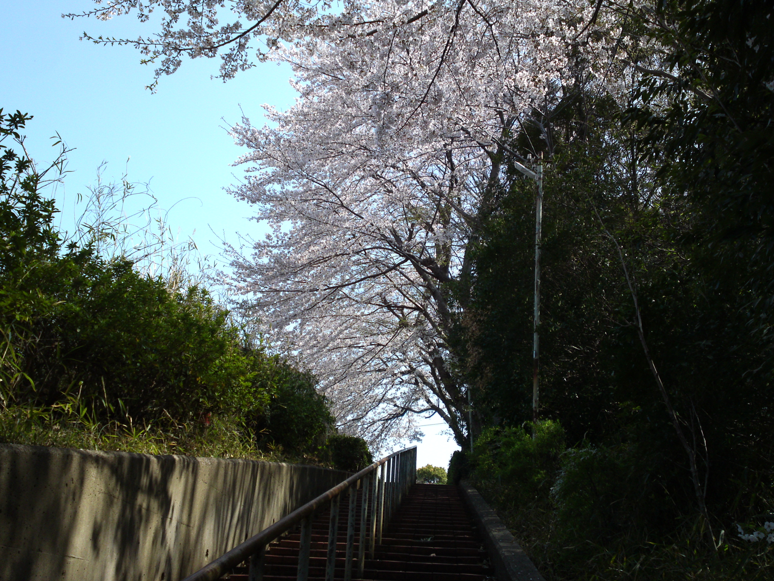 2019年万葉植物園前満開の桜並木６