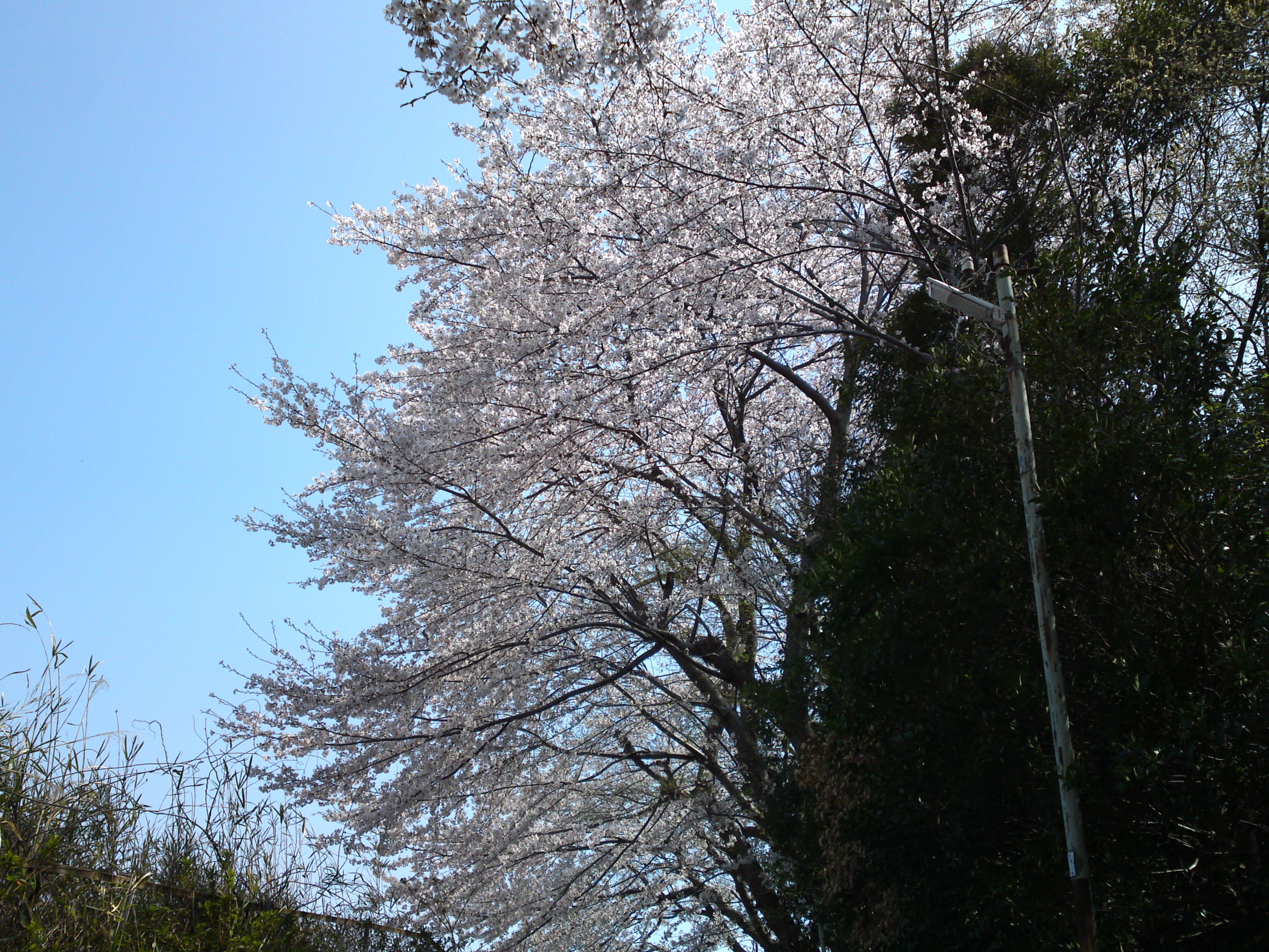 2019年万葉植物園前満開の桜並木７