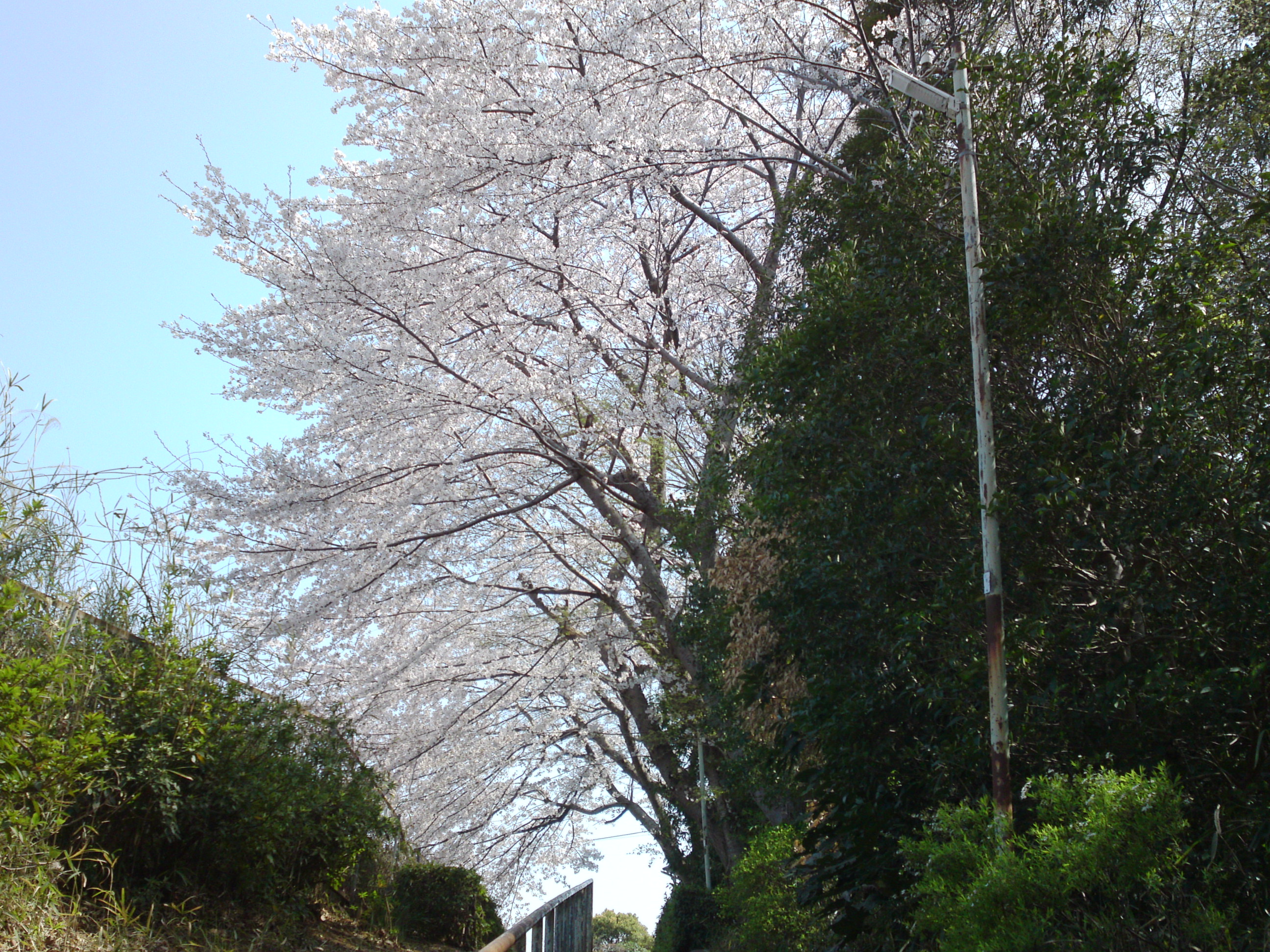 2019年万葉植物園前満開の桜並木８