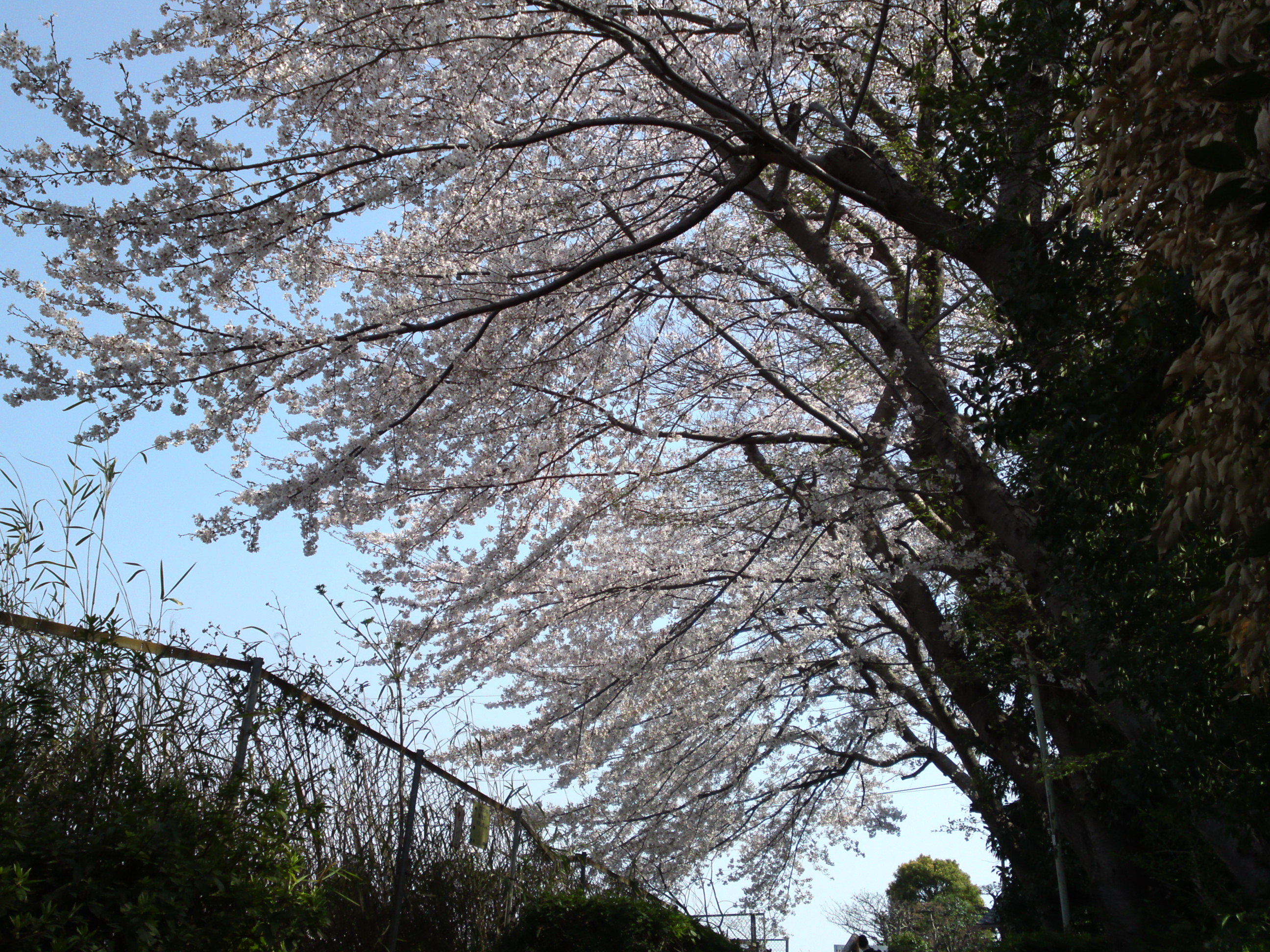 2019年万葉植物園前満開の桜並木９