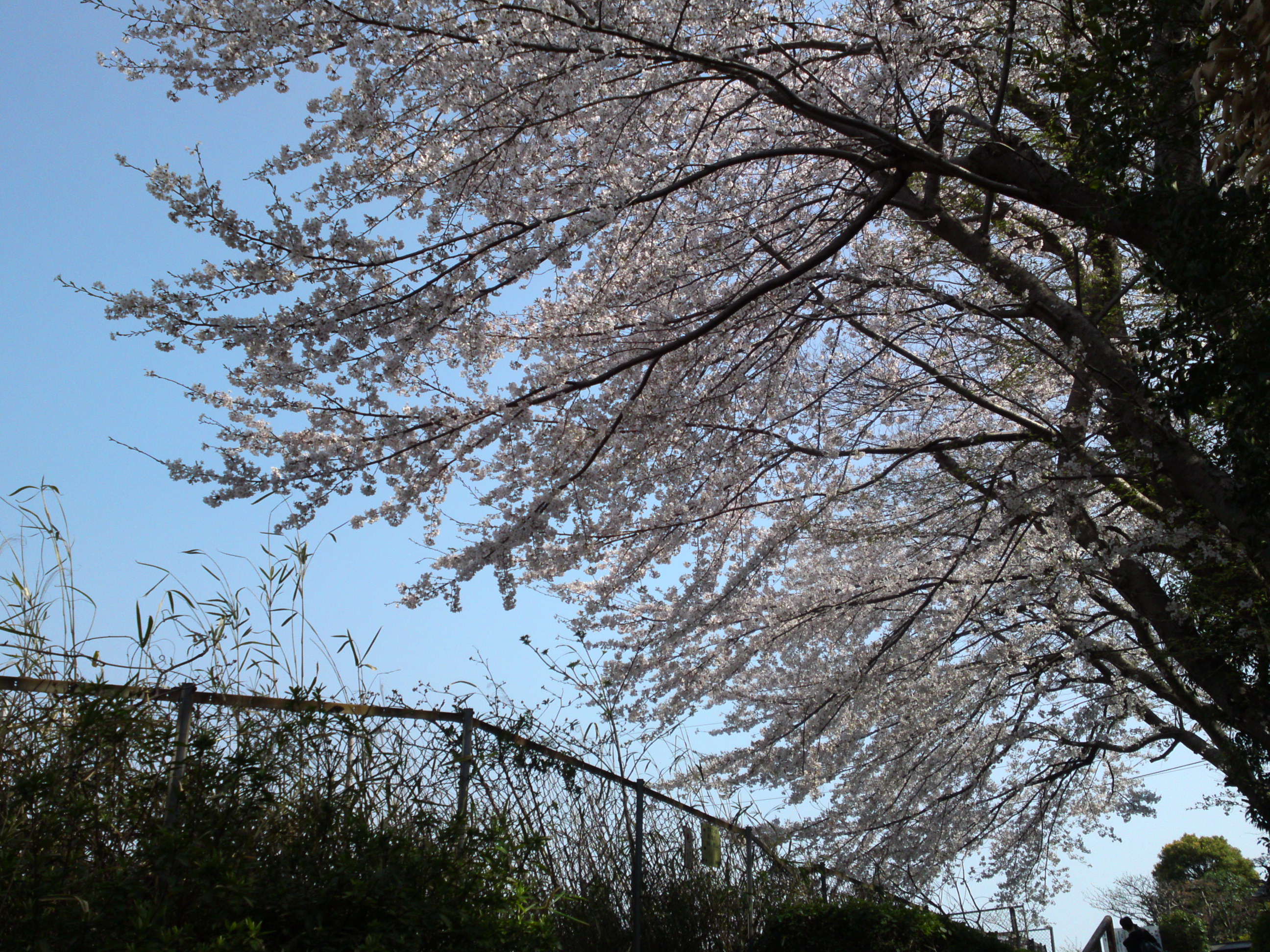 2019年万葉植物園前満開の桜並木１０