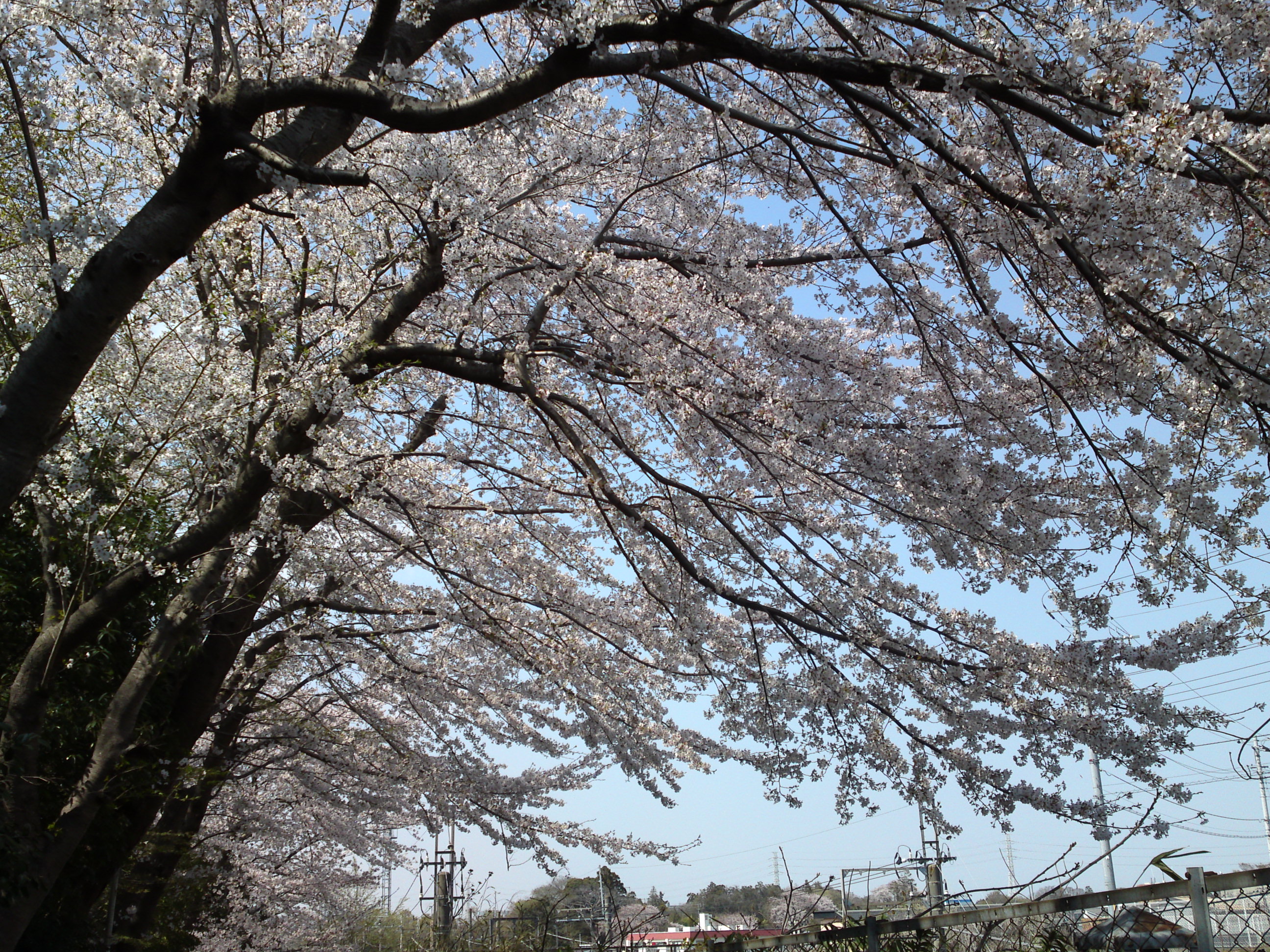 2019年万葉植物園前満開の桜並木１１