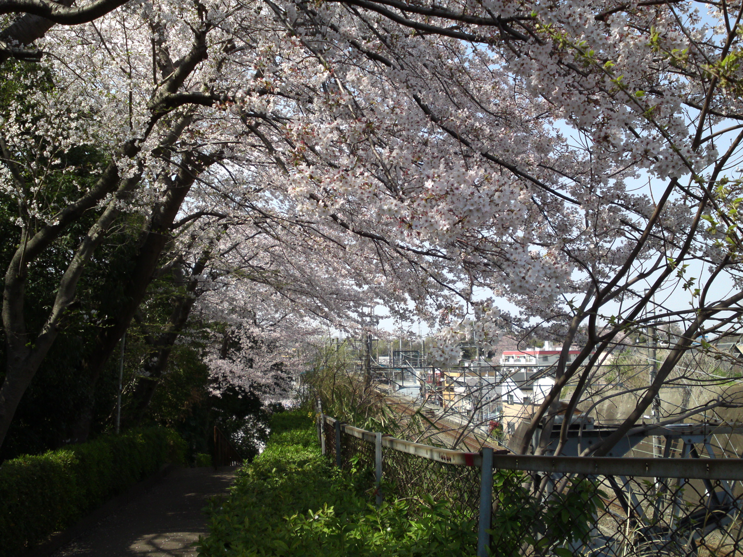 2019年万葉植物園前満開の桜並木１２