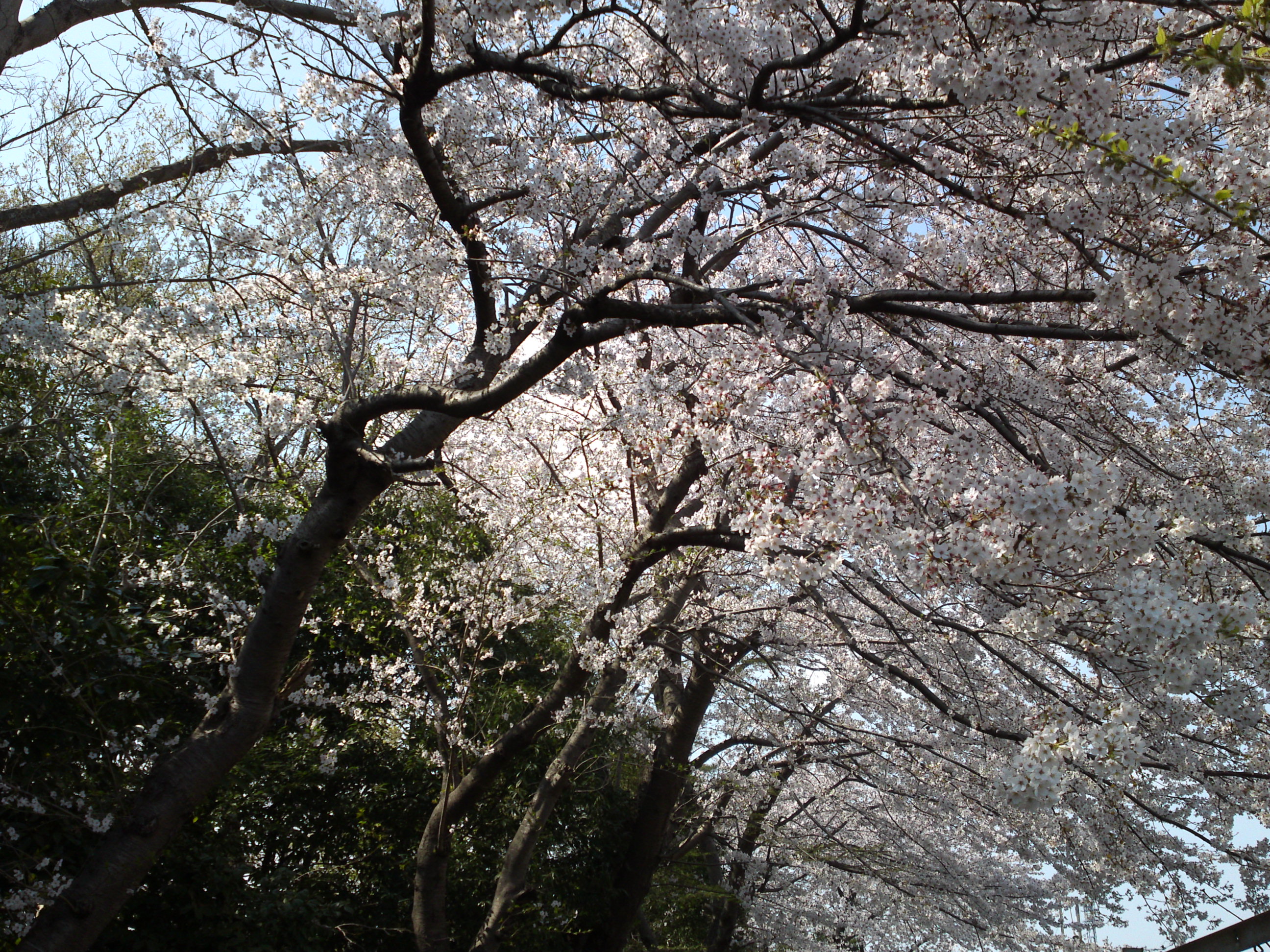2019年万葉植物園前満開の桜並木１３