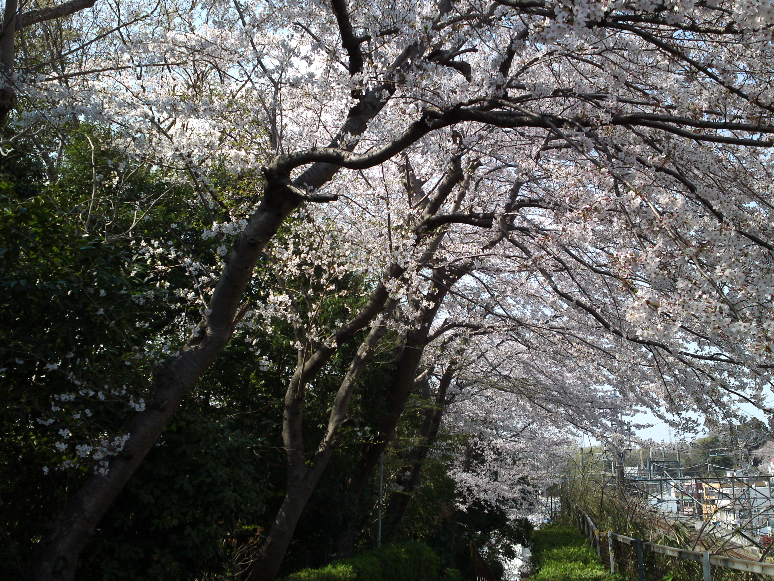 2019年万葉植物園前満開の桜並木１４