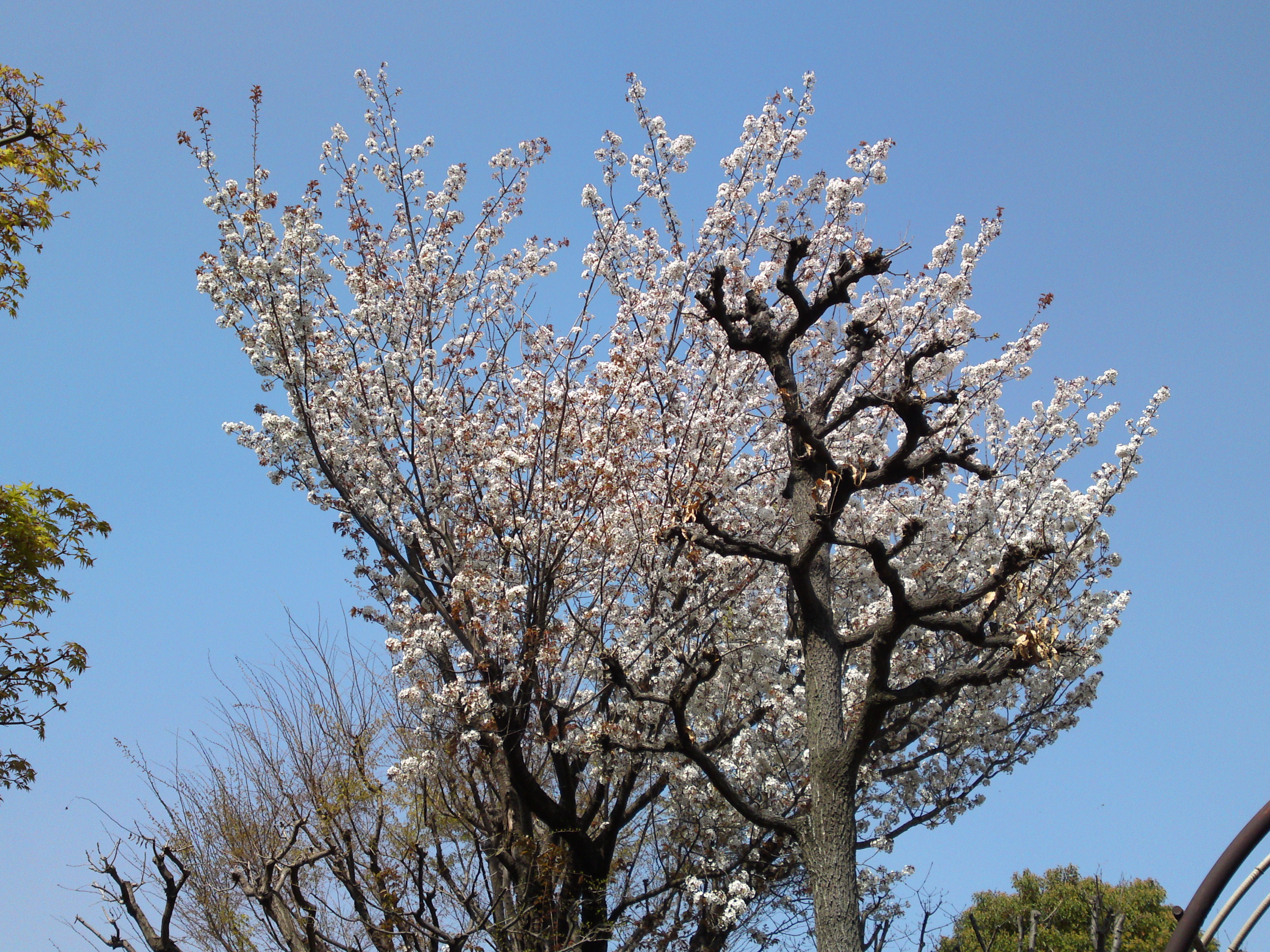 2019年万葉植物に咲く満開の山桜１