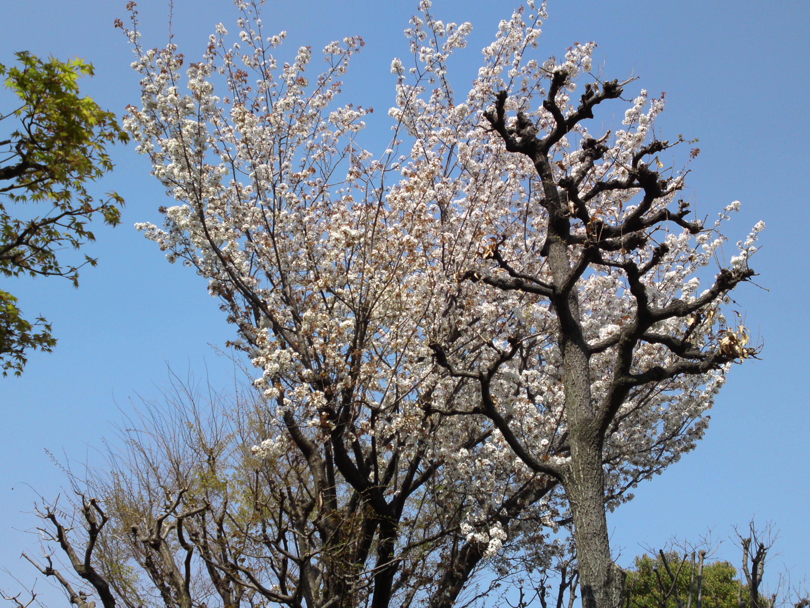 2019年万葉植物に咲く満開の山桜２