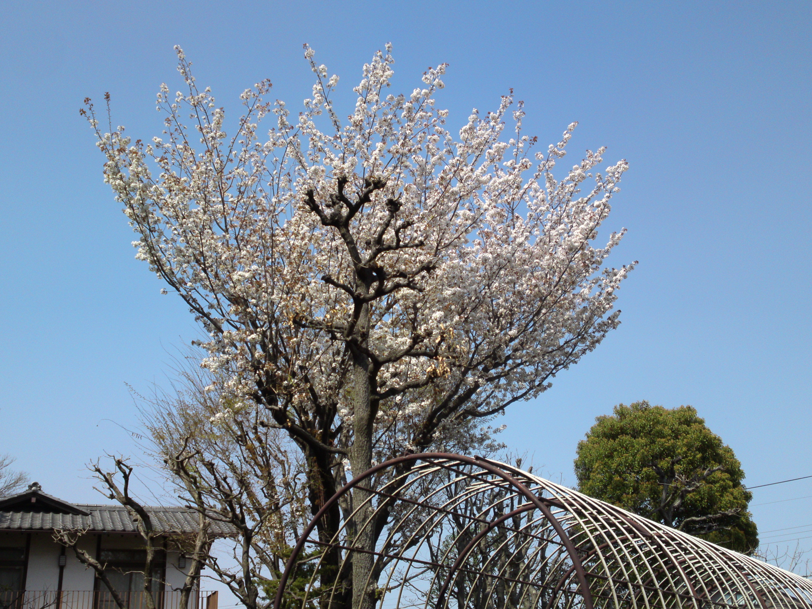 2019年万葉植物に咲く満開の山桜３