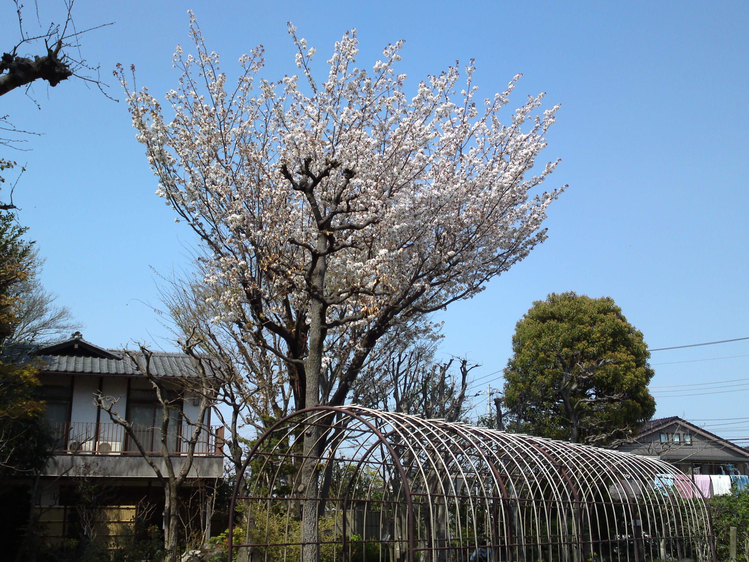 2019年万葉植物に咲く満開の山桜４