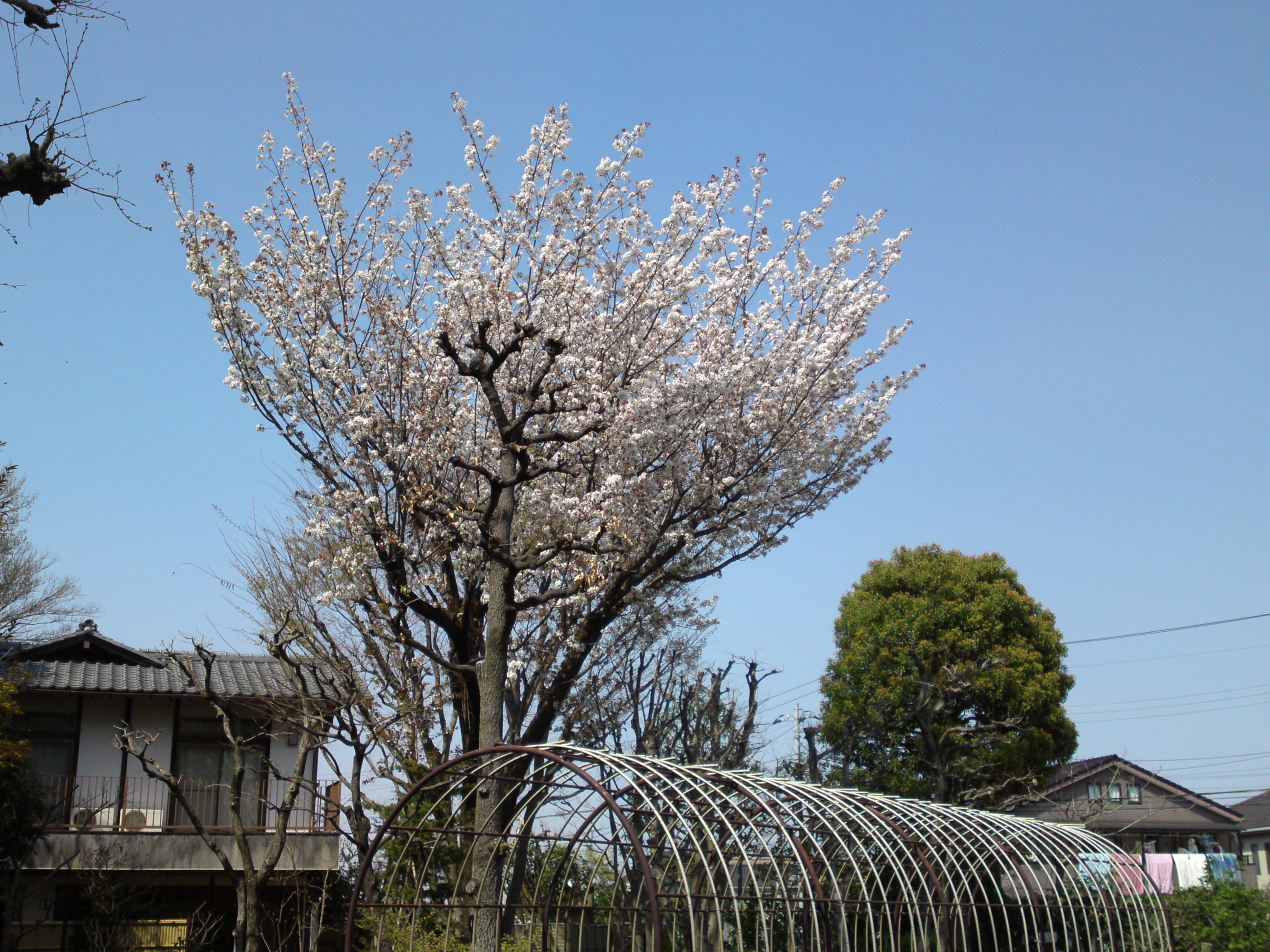 2019年万葉植物に咲く満開の山桜５