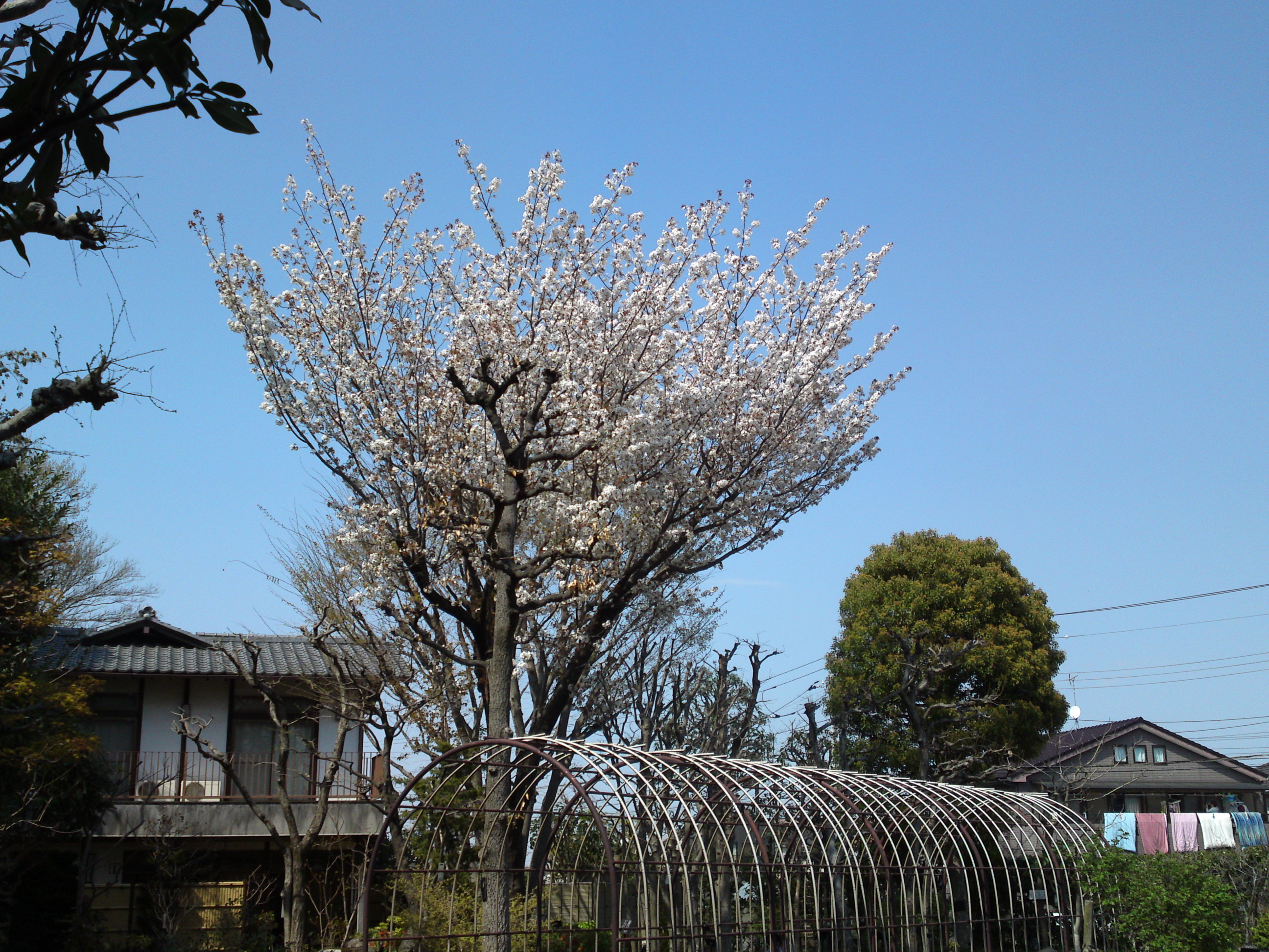 2019年万葉植物に咲く満開の山桜６