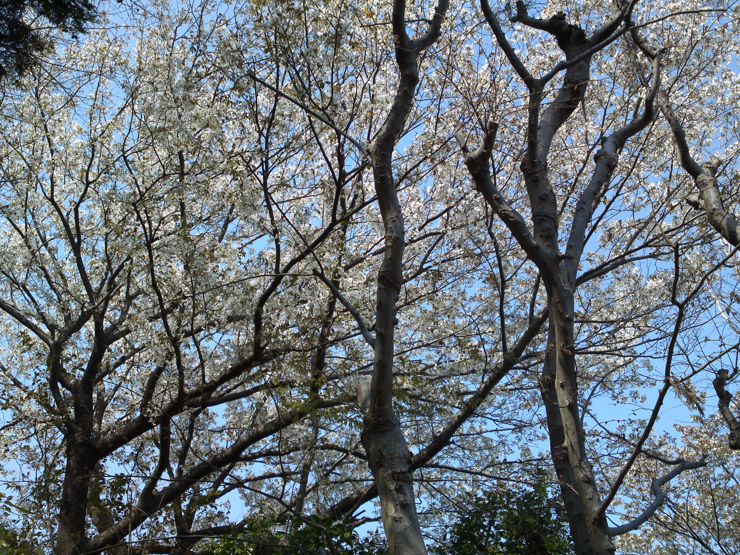 2019年万葉植物に咲く満開の山桜８