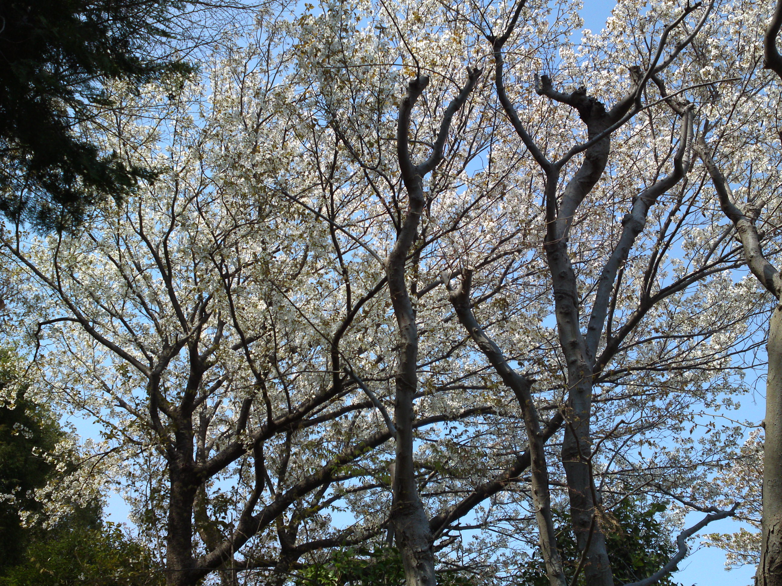 2019年万葉植物に咲く満開の山桜９