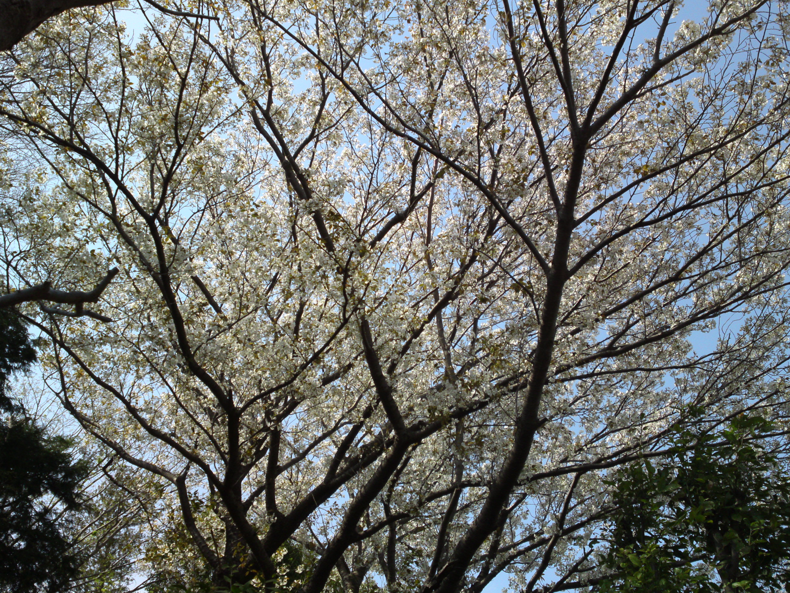 2019年万葉植物に咲く満開の山桜１０
