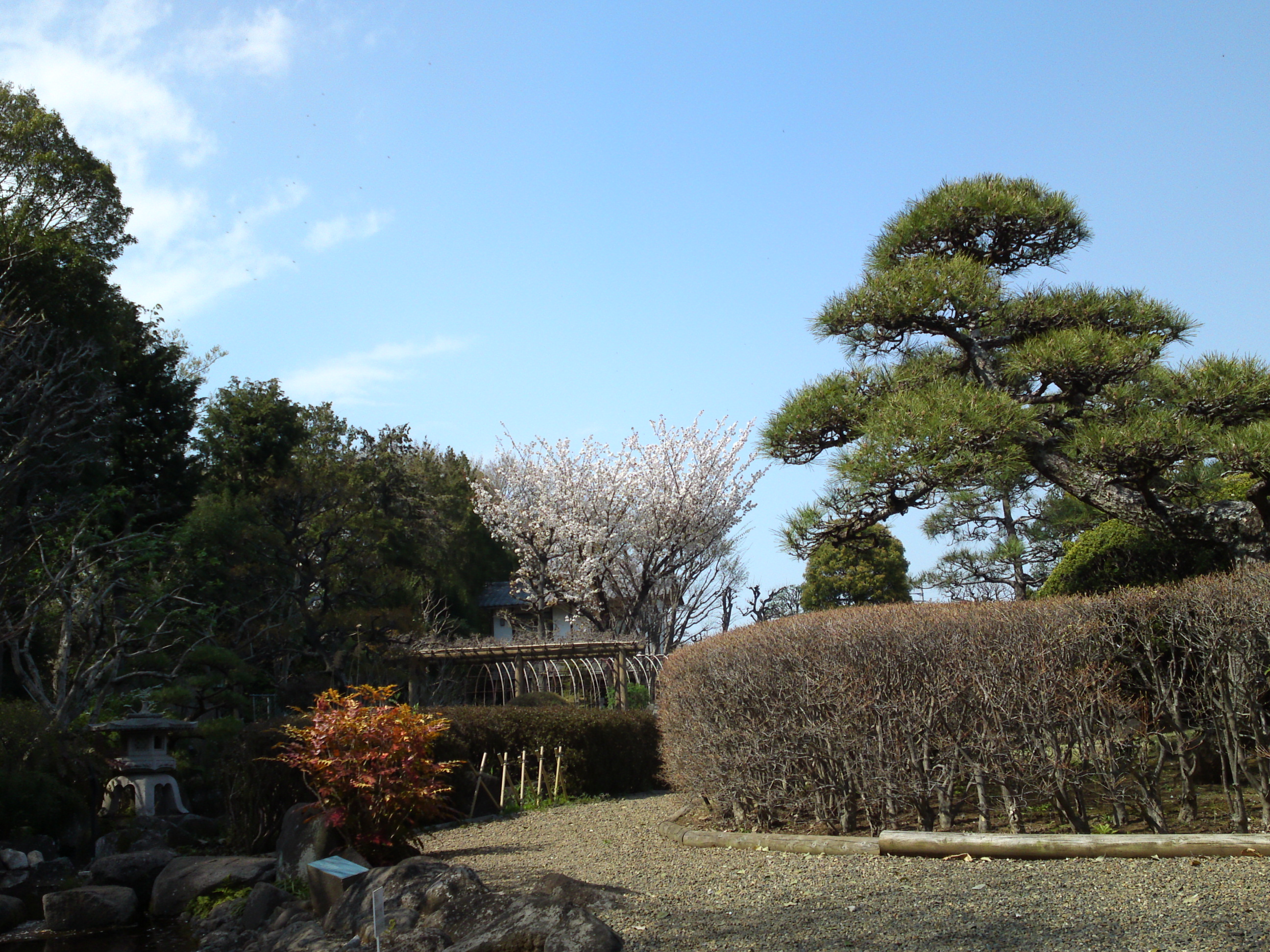 2019年万葉植物に咲く満開の山桜１２