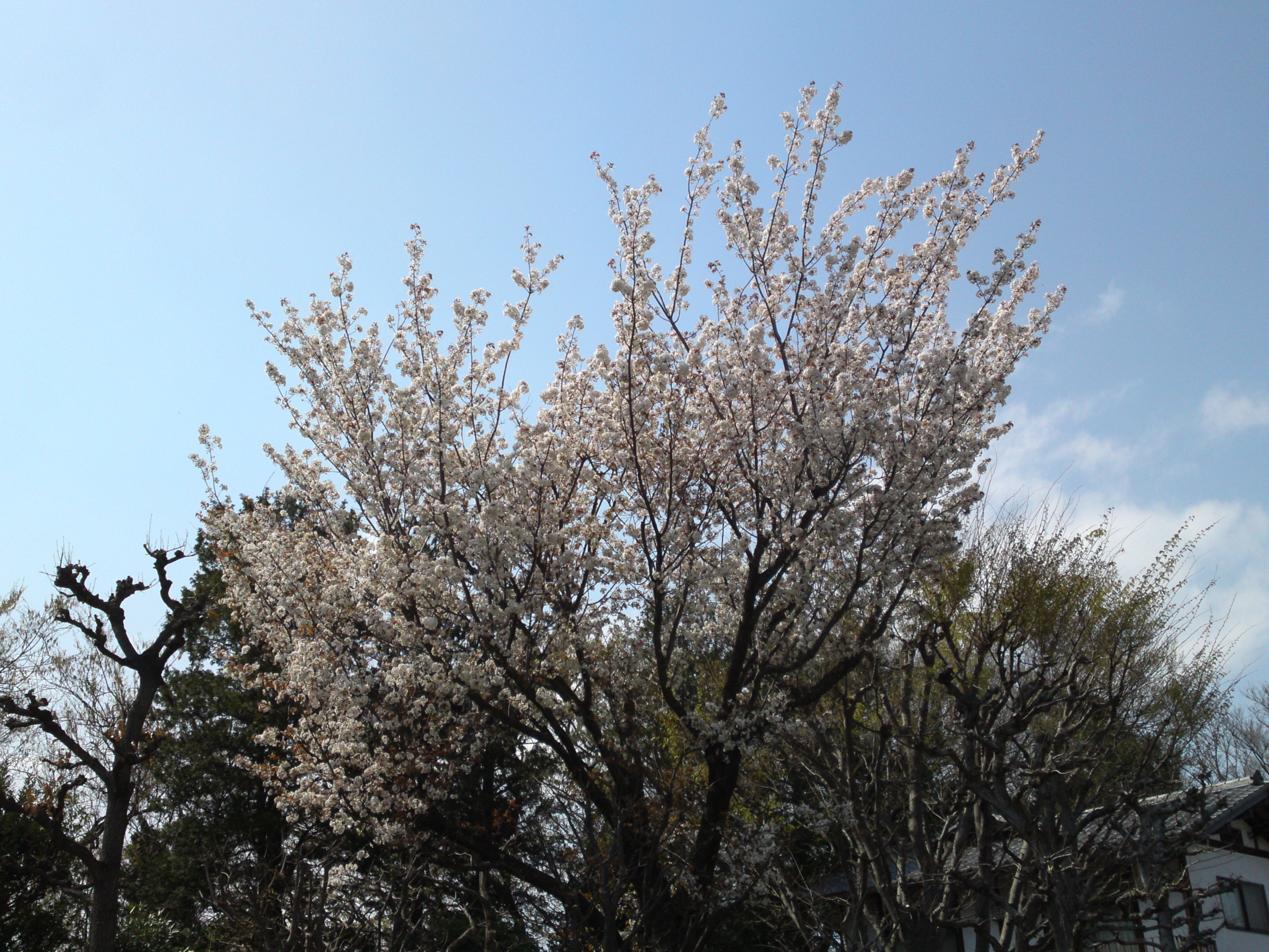 2019年万葉植物に咲く満開の山桜１４