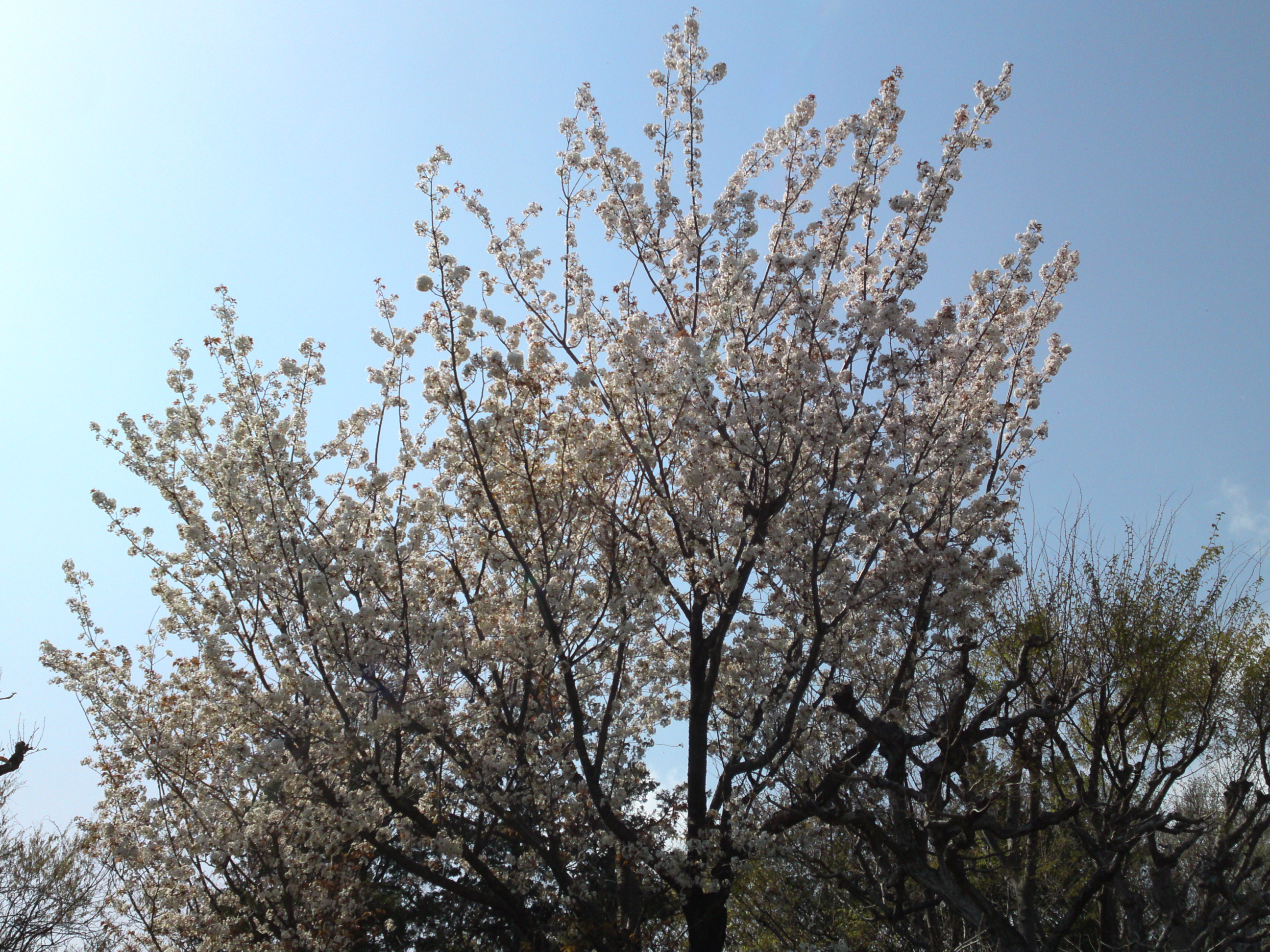 2019年万葉植物に咲く満開の山桜１５