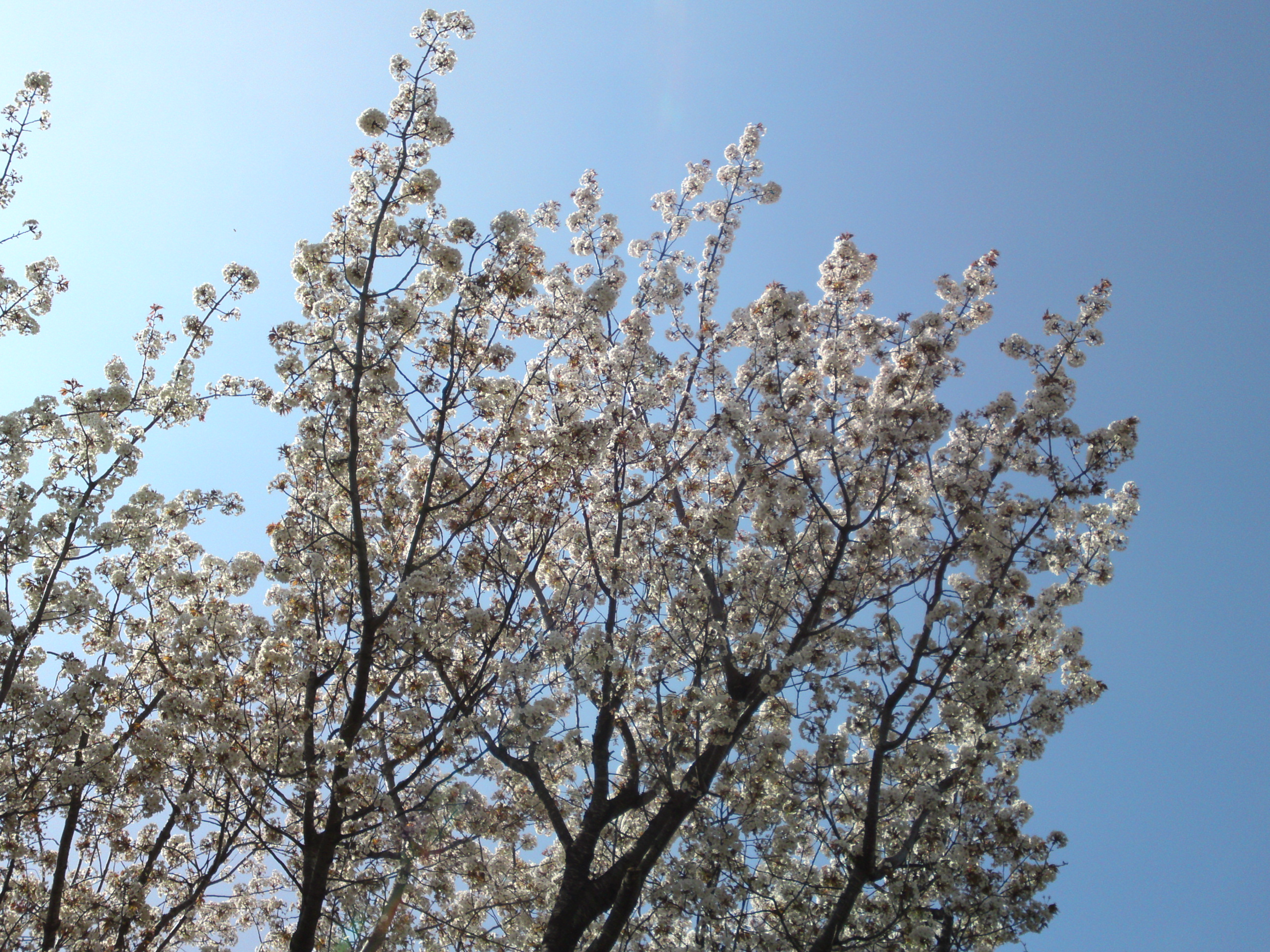 2019年万葉植物に咲く満開の山桜１６