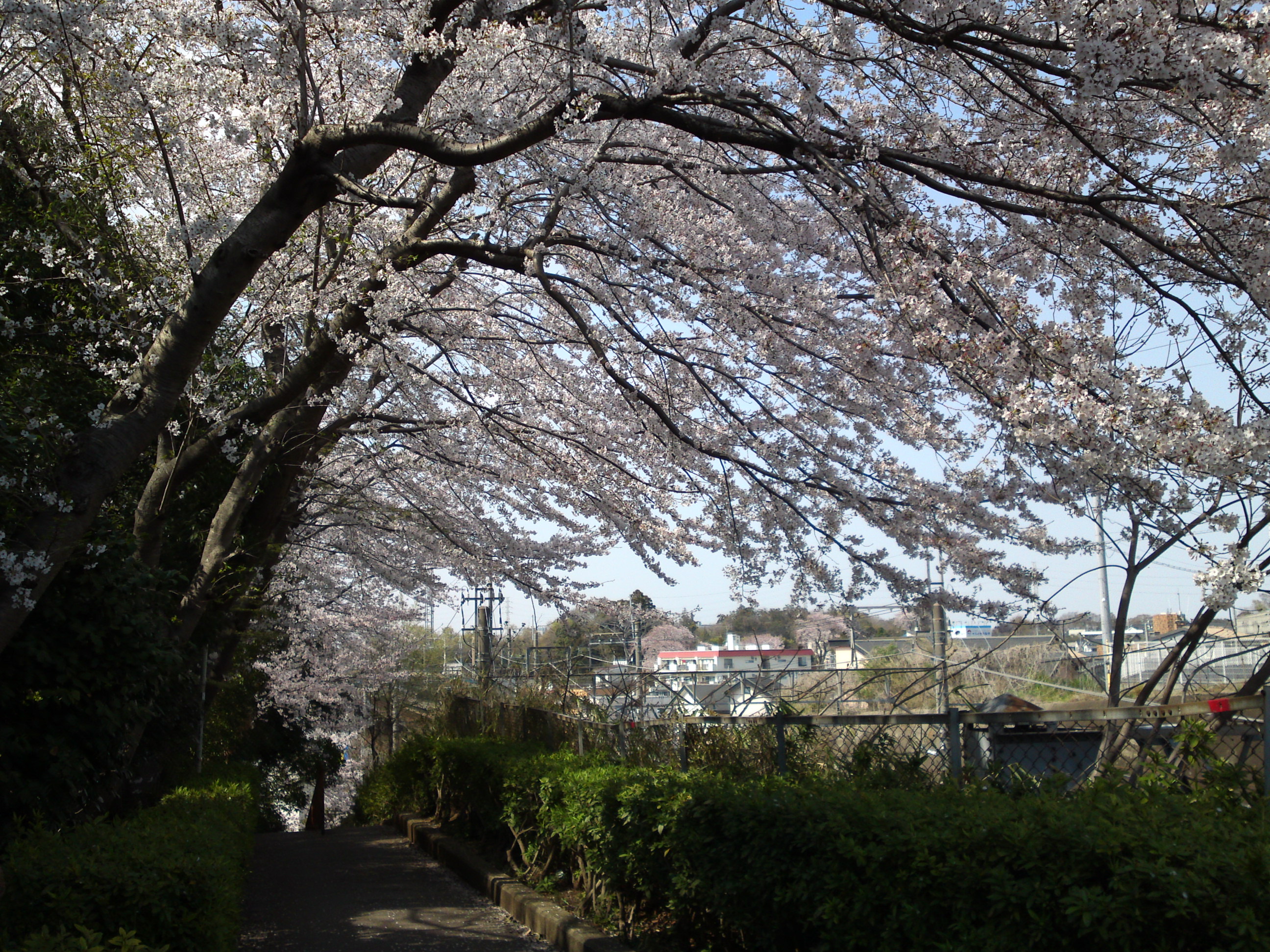 2019年万葉植物園前満開の桜並木１５