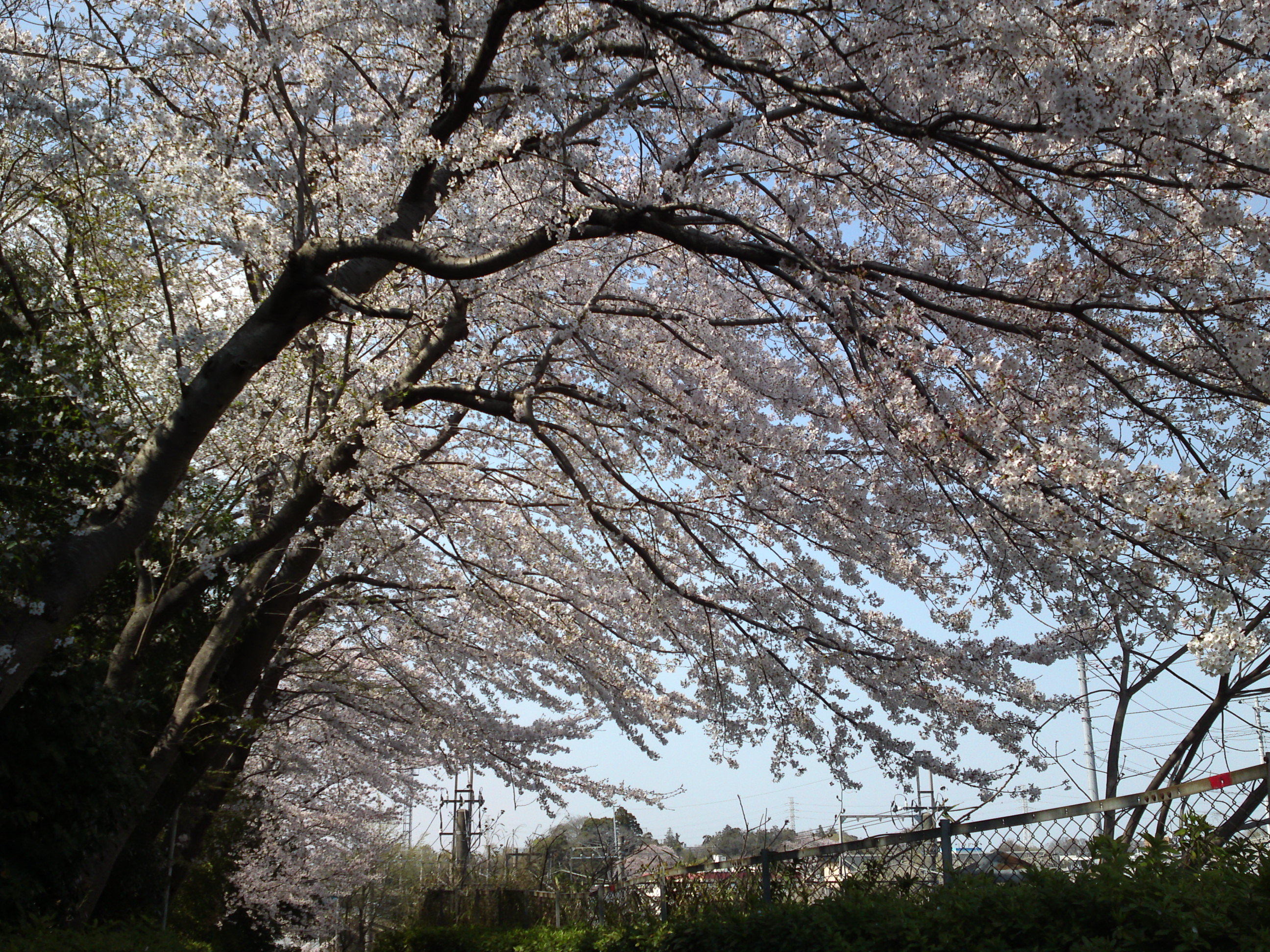 2019年万葉植物園前満開の桜並木１６
