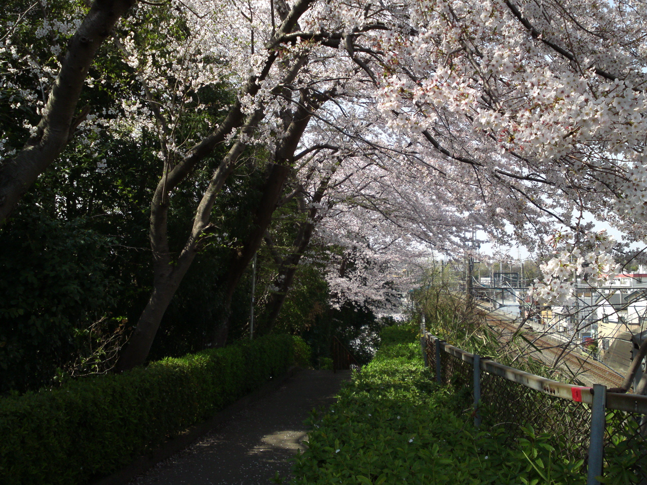 2019年万葉植物園前満開の桜並木１７