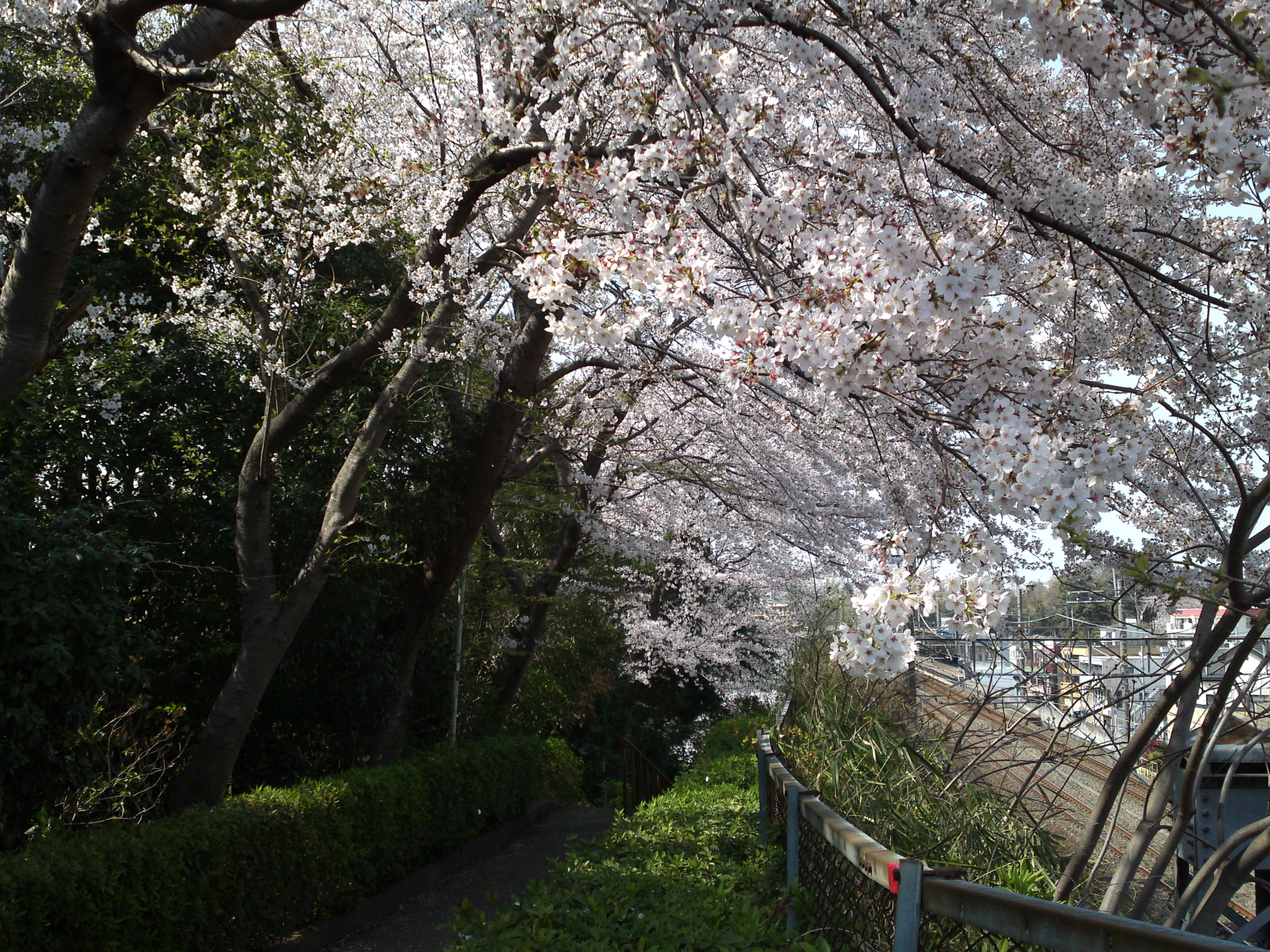 2019年万葉植物園前満開の桜並木１８