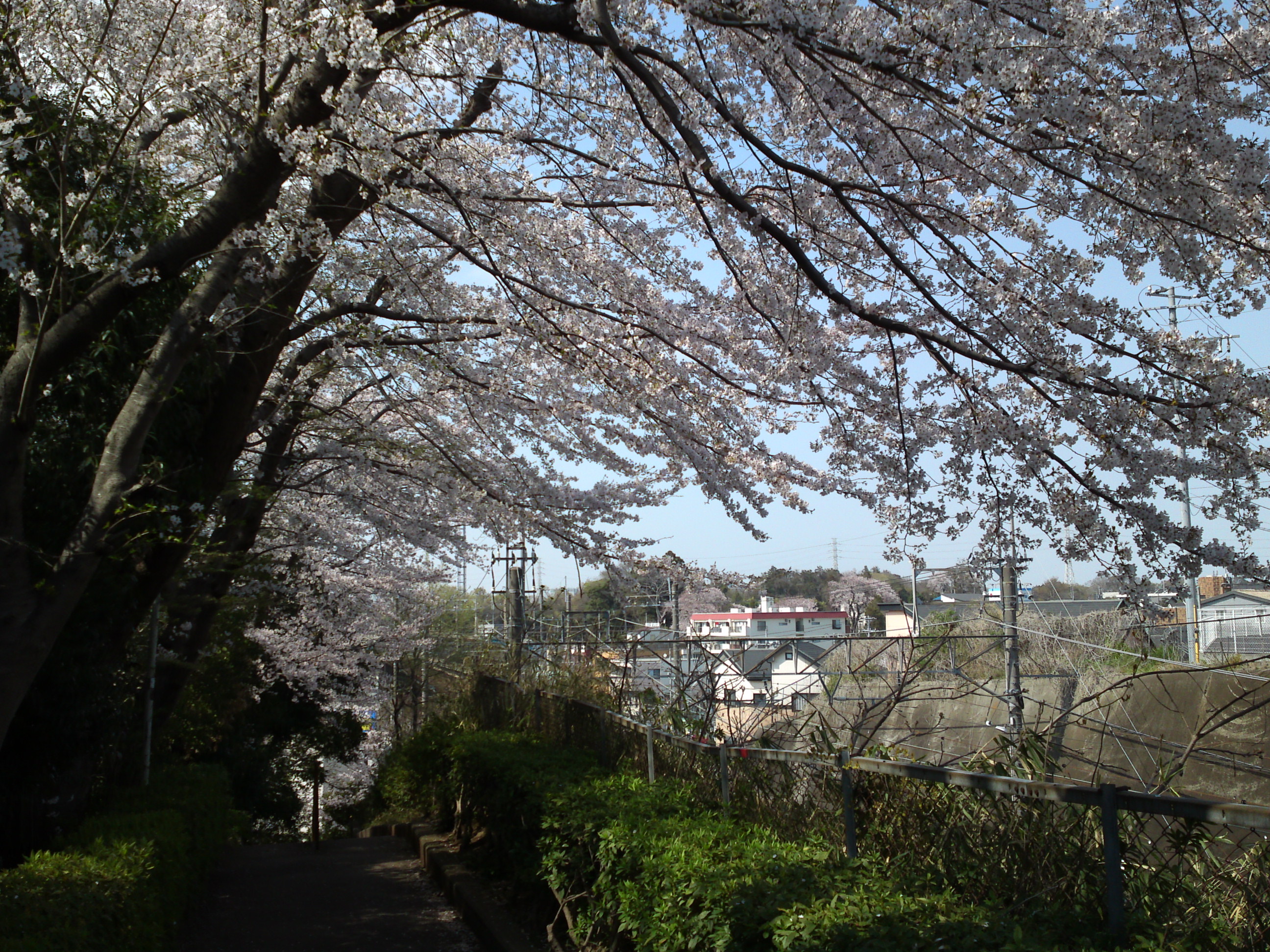 2019年万葉植物園前満開の桜並木１９