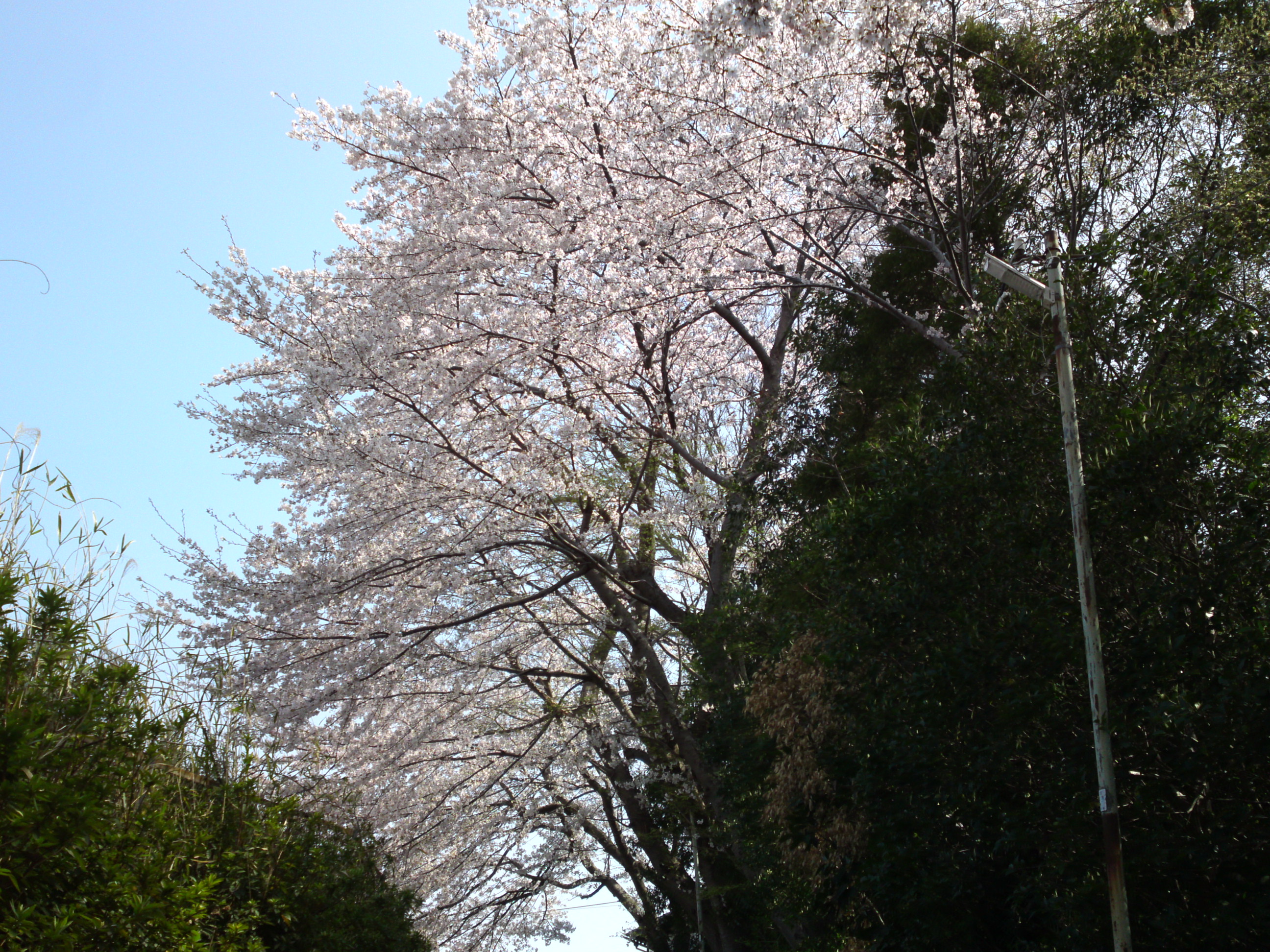 2019年万葉植物園前満開の桜並木２０