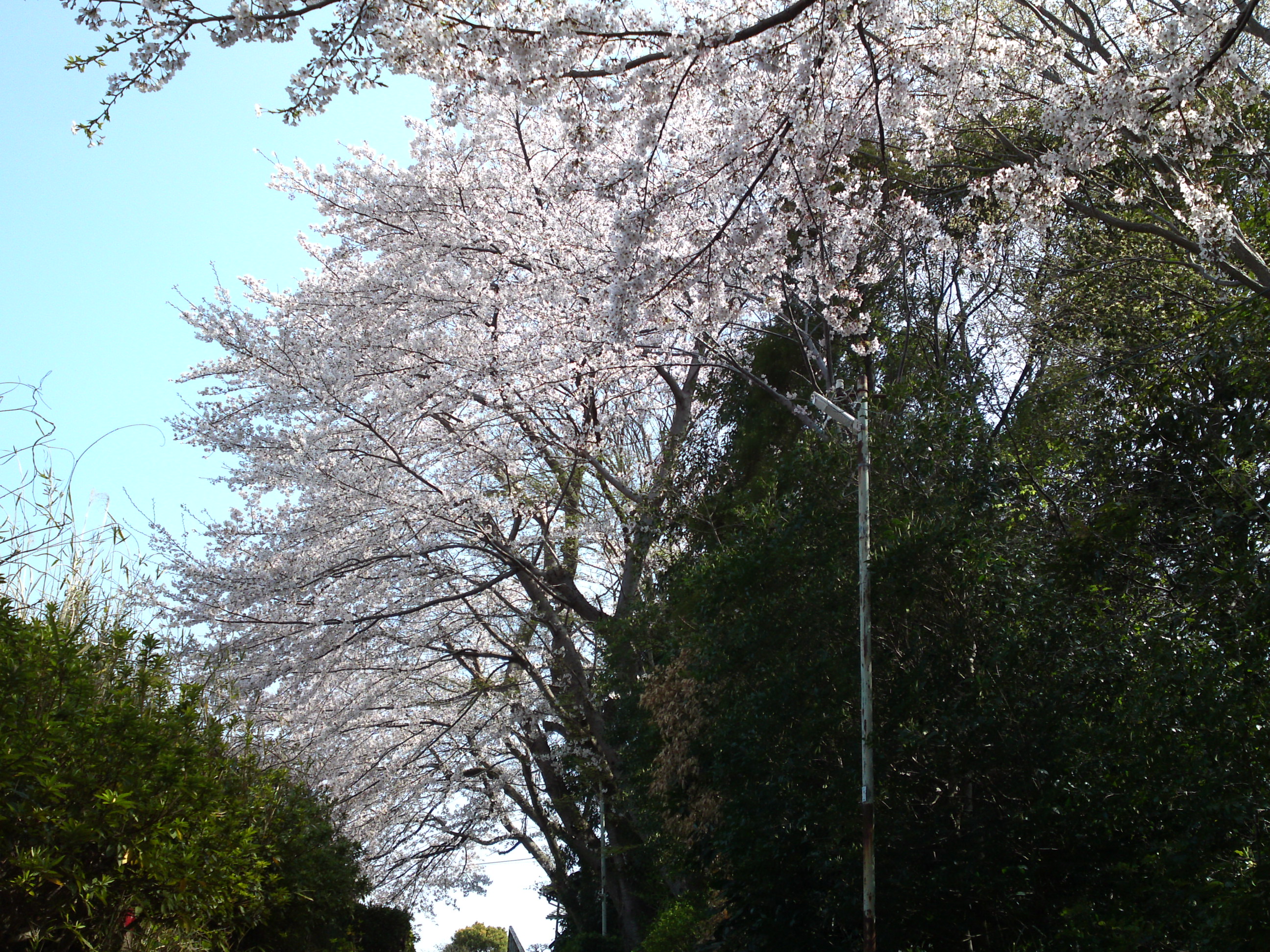 2019年万葉植物園前満開の桜並木２１