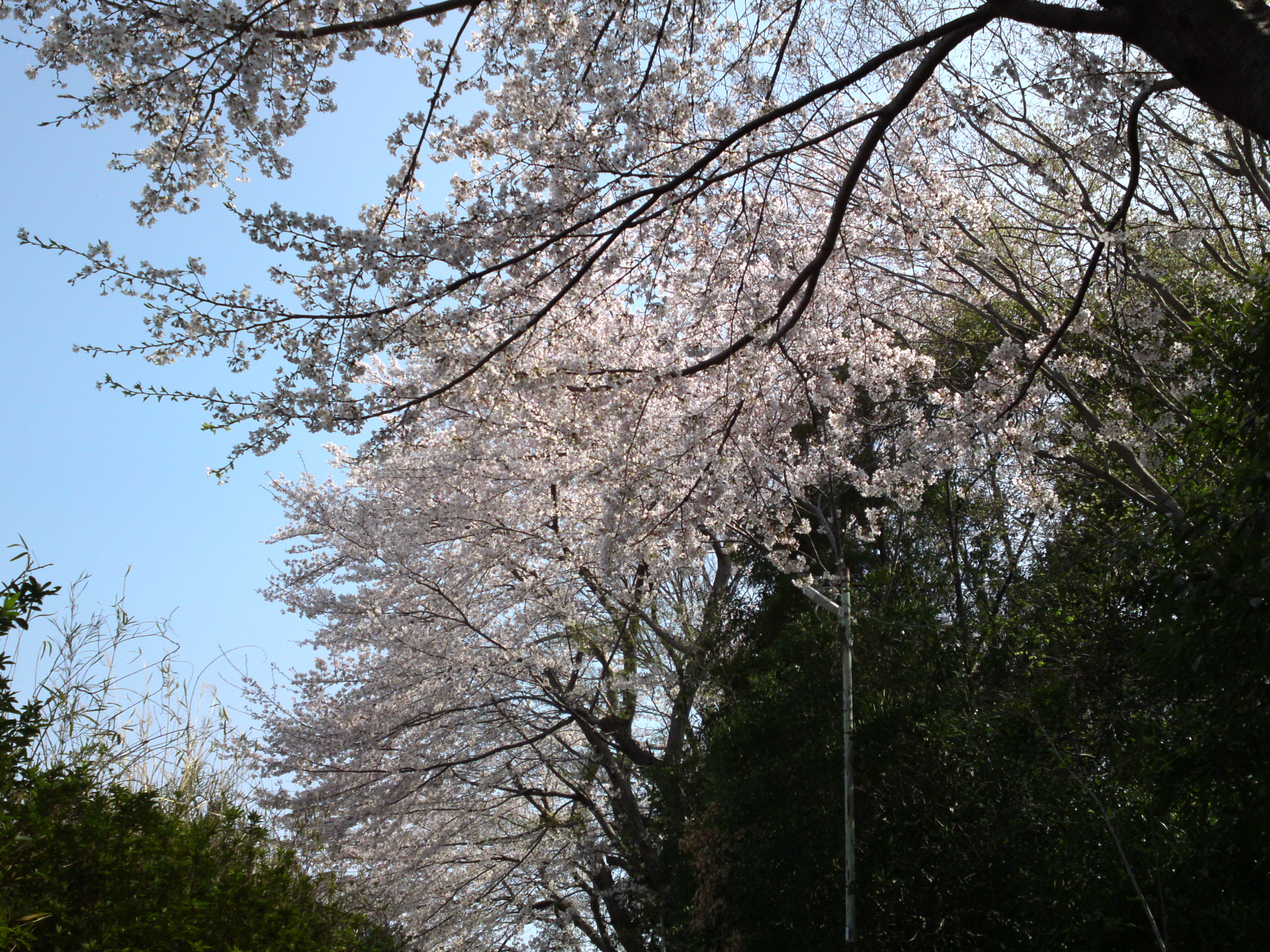 2019年万葉植物園前満開の桜並木２２