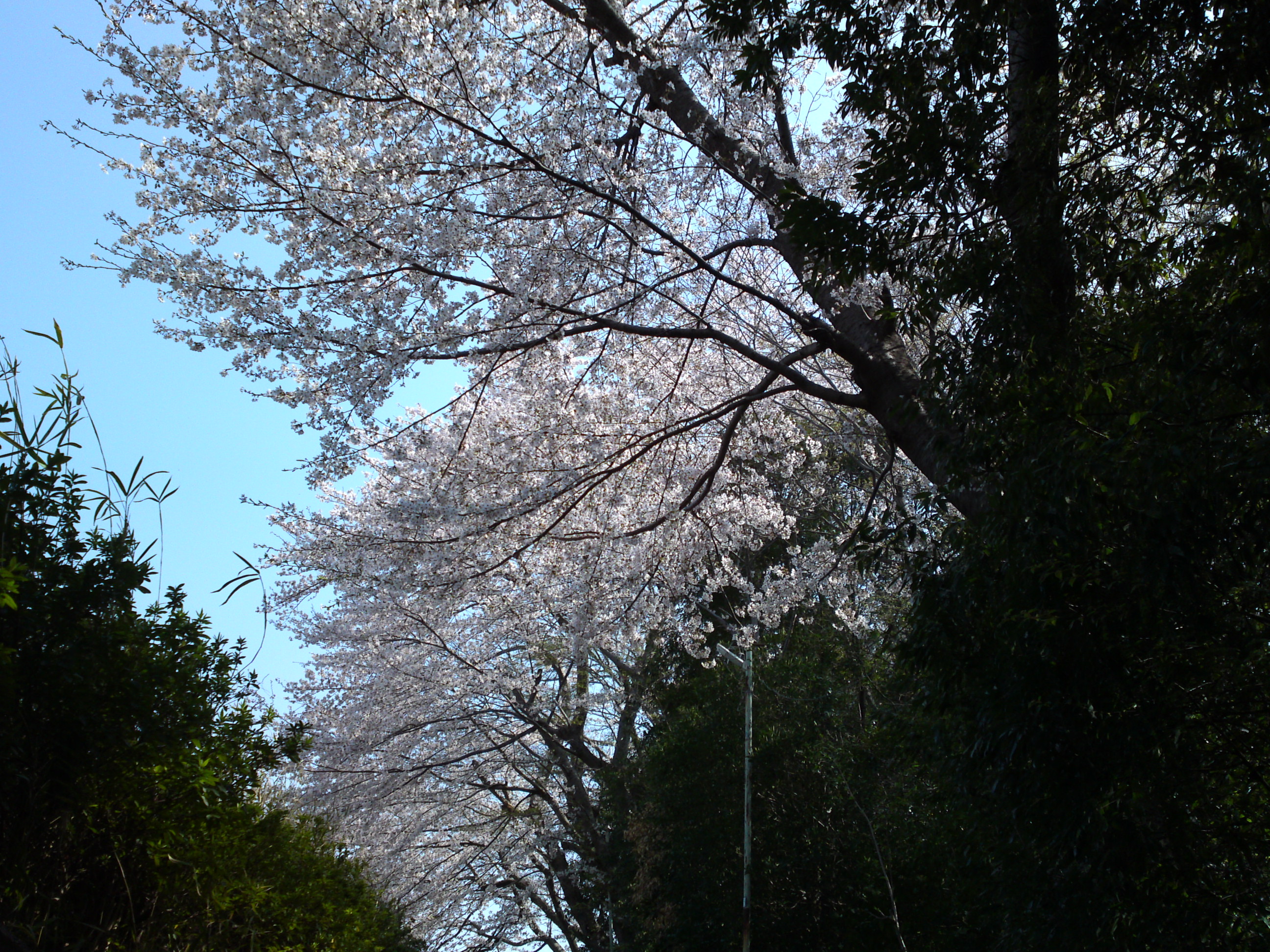 2019年万葉植物園前満開の桜並木２３