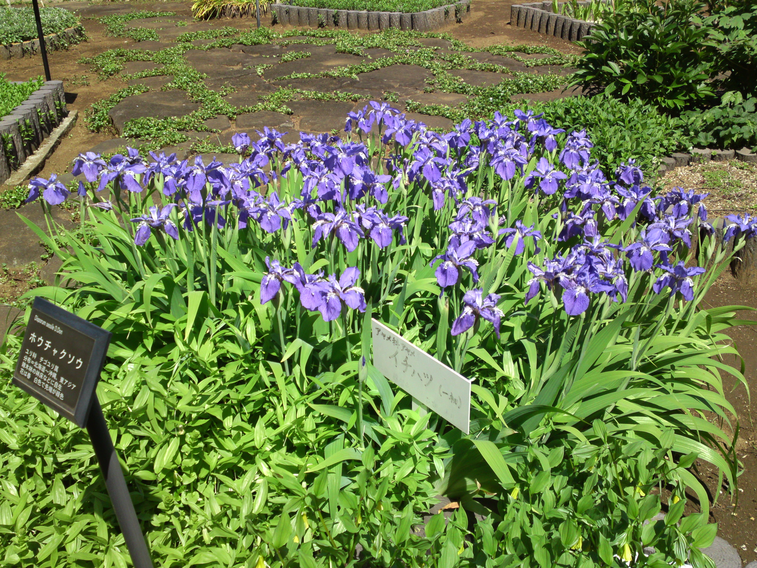 2019年万葉植物園に咲く一初の花１