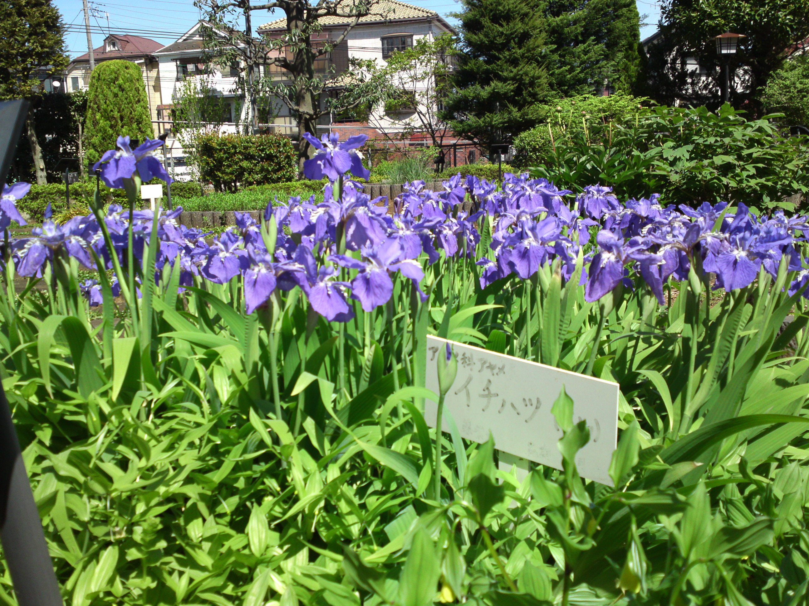 2019年万葉植物園に咲く一初の花２