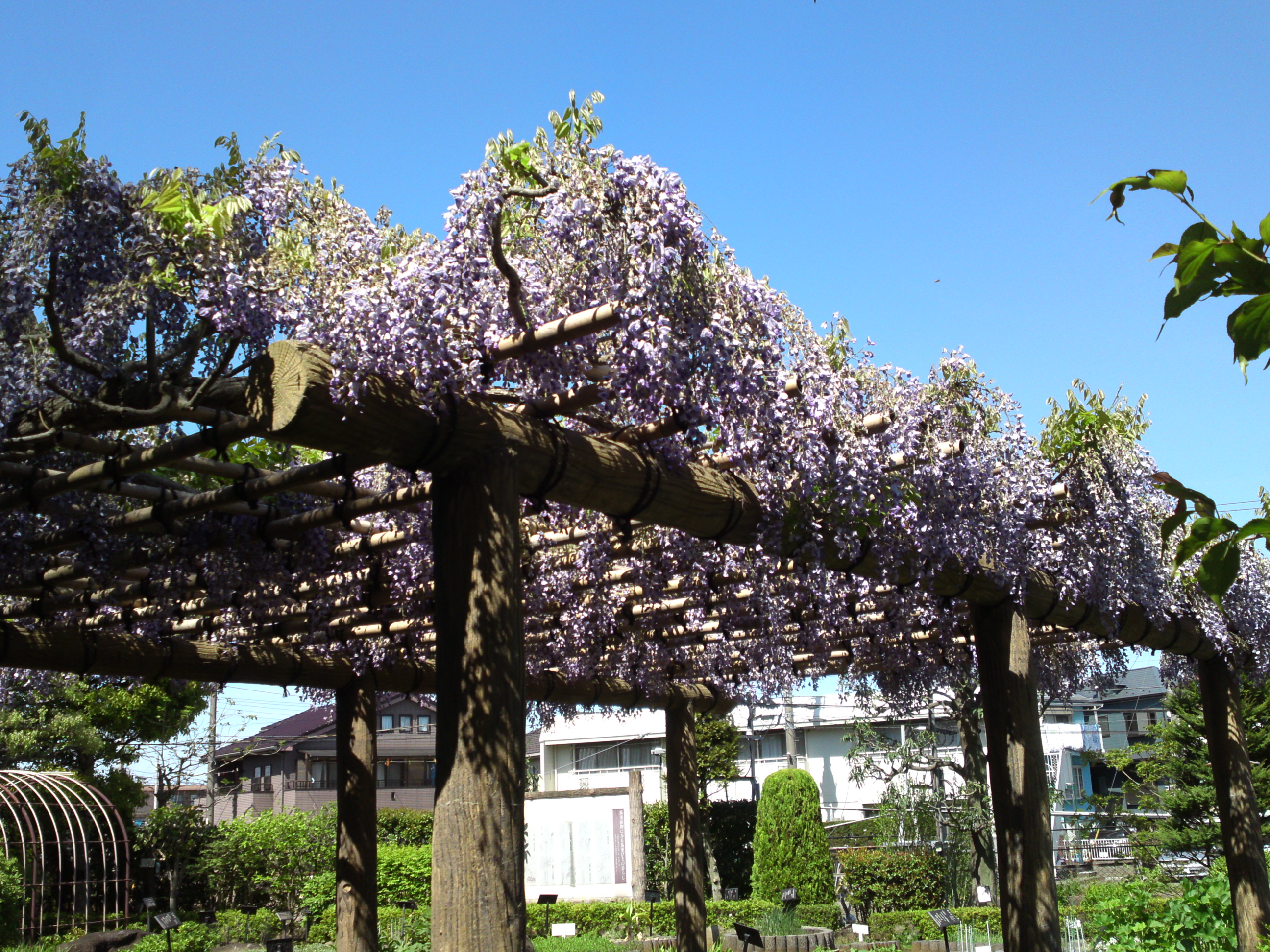 2019年万葉植物園に咲く藤の花１