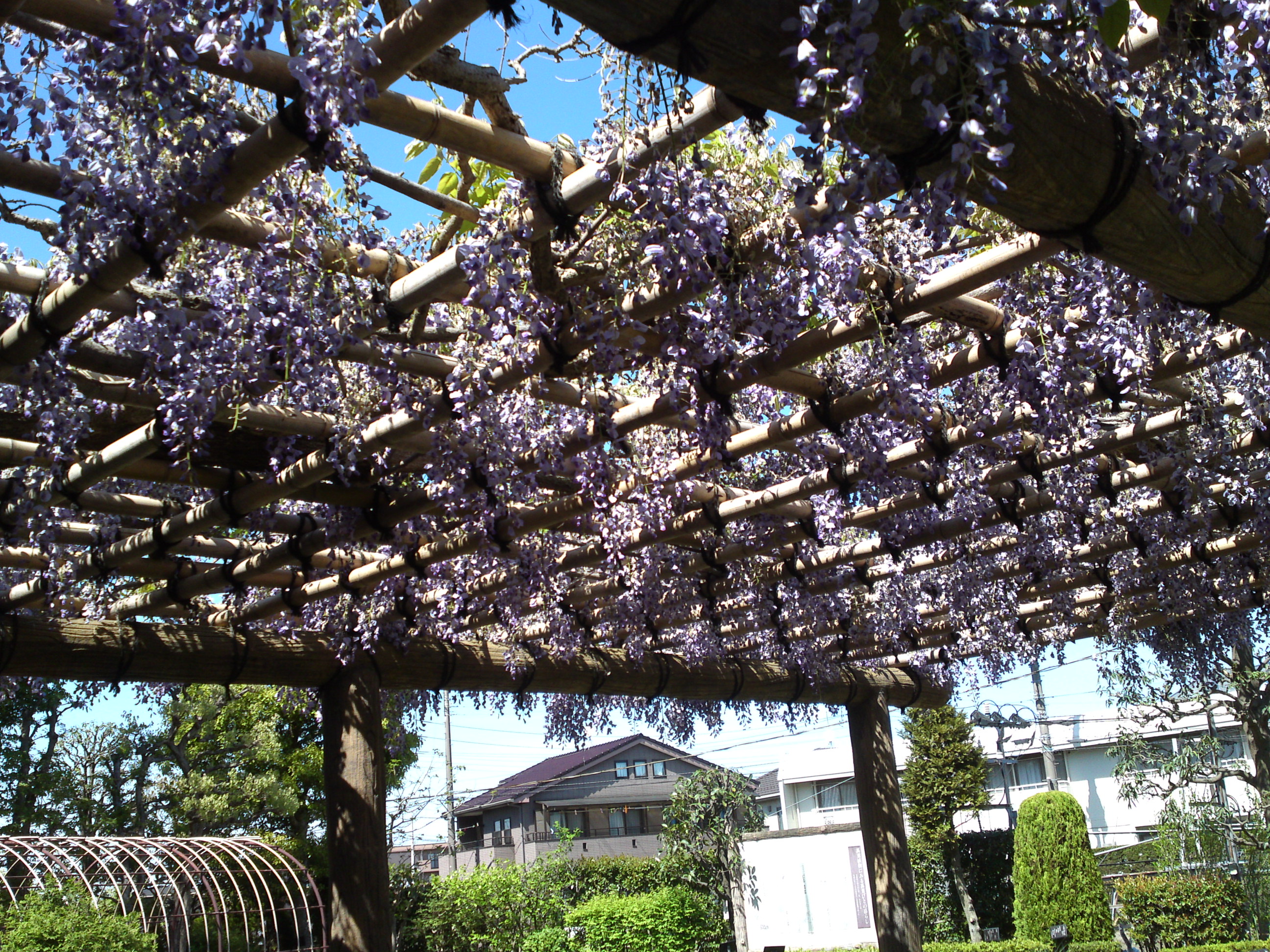 2019年万葉植物園に咲く藤の花２