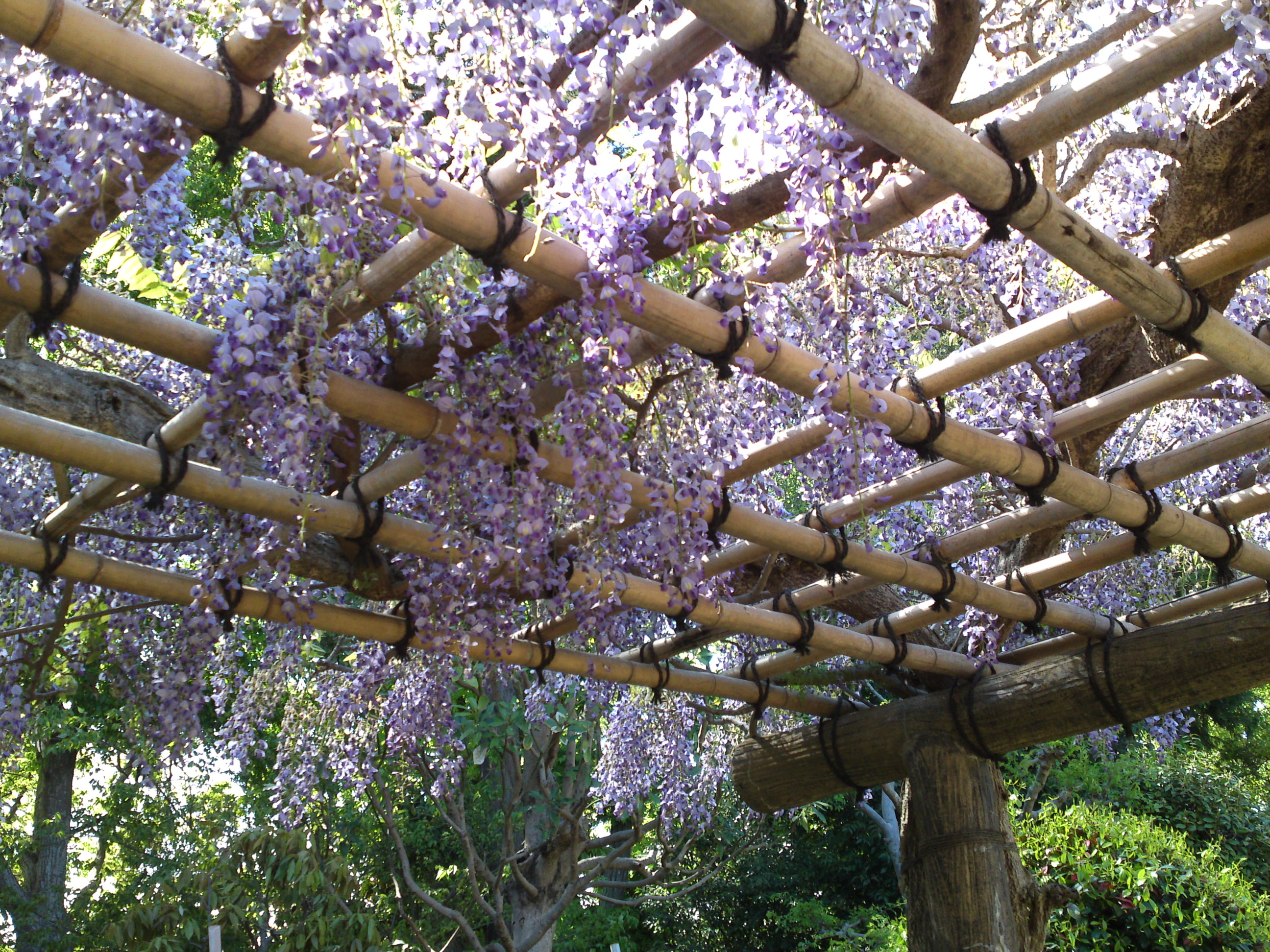 2019年万葉植物園に咲く藤の花３