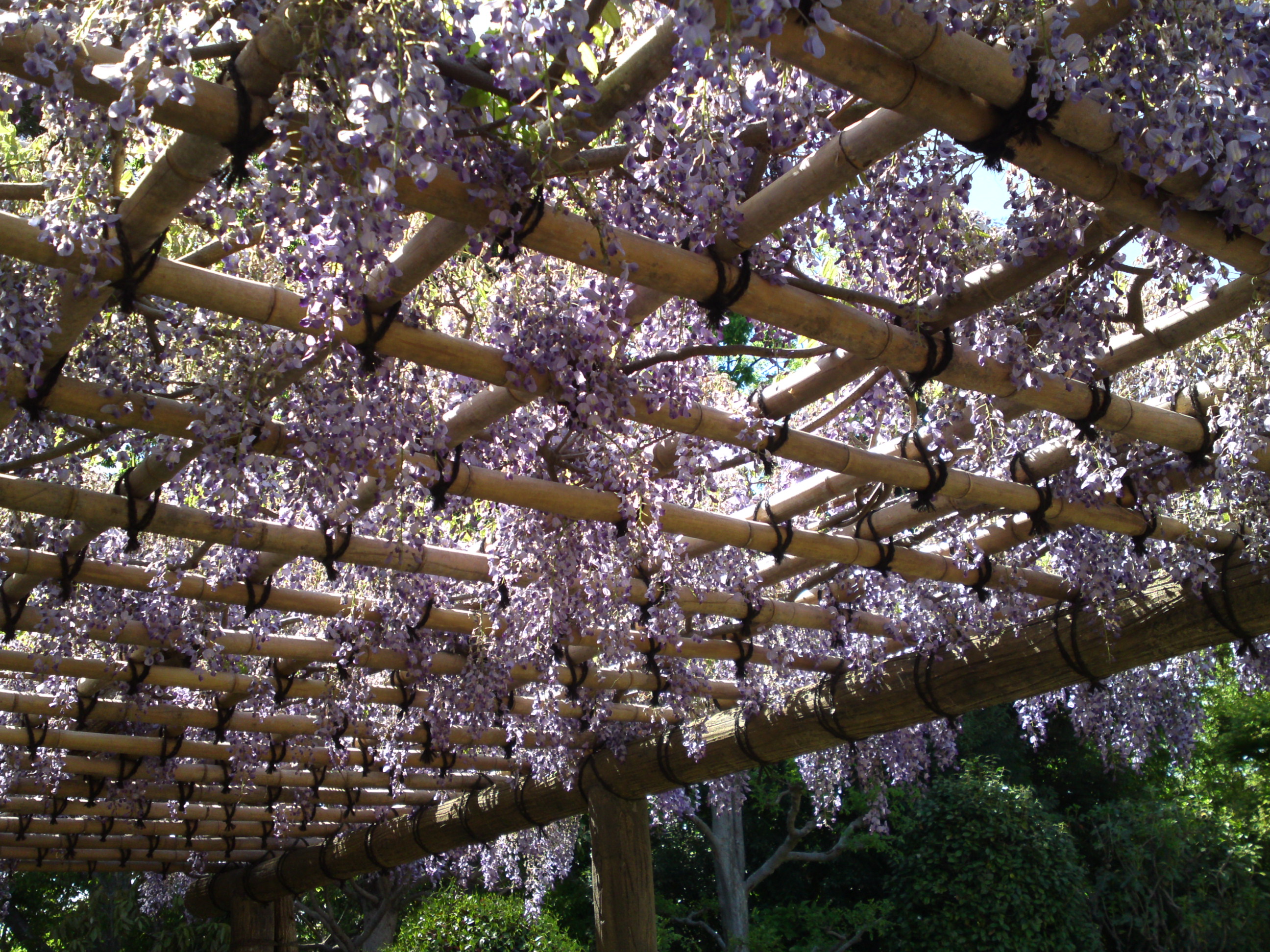 2019年万葉植物園に咲く藤の花４