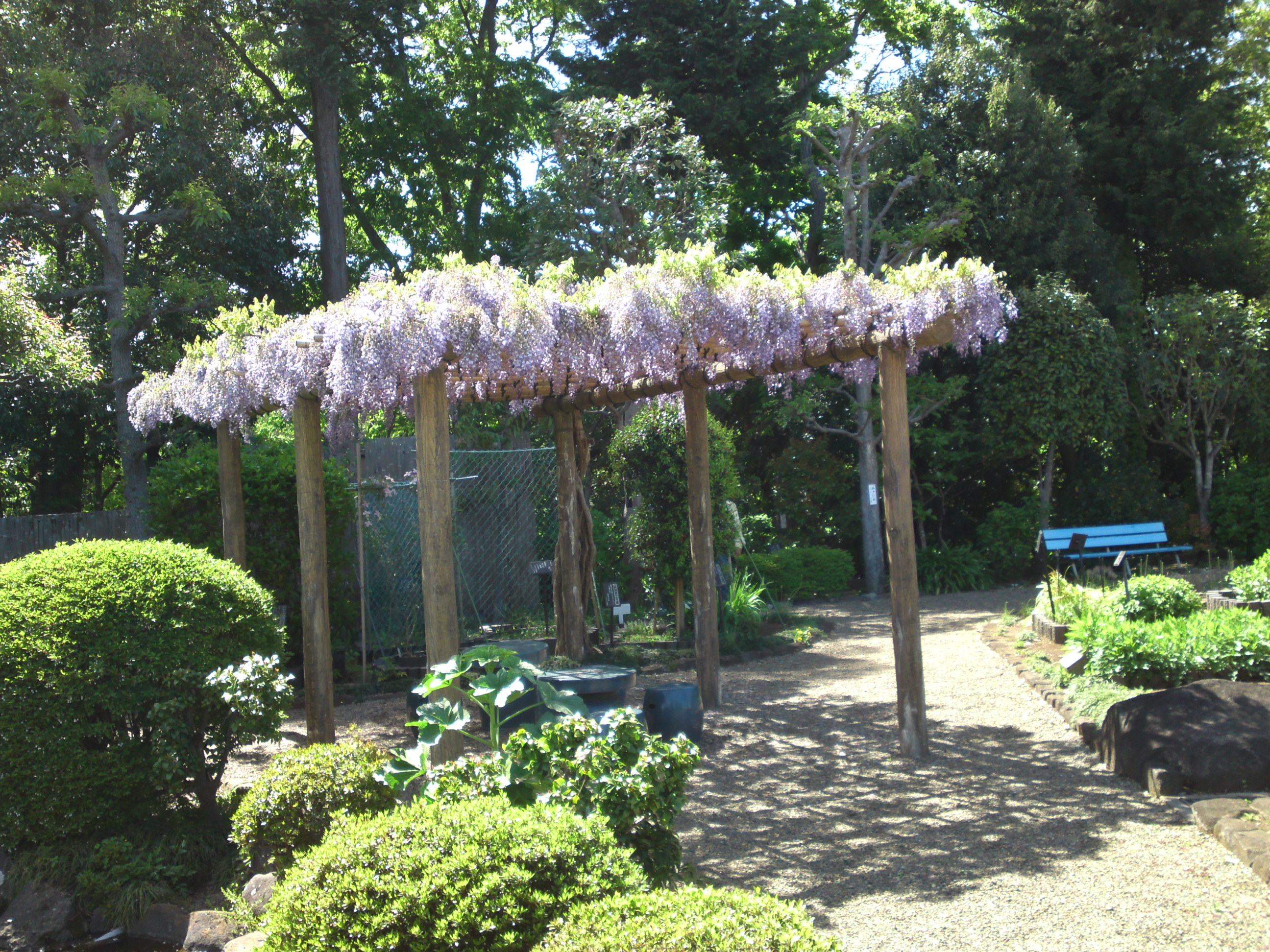 2019年万葉植物園に咲く藤の花５