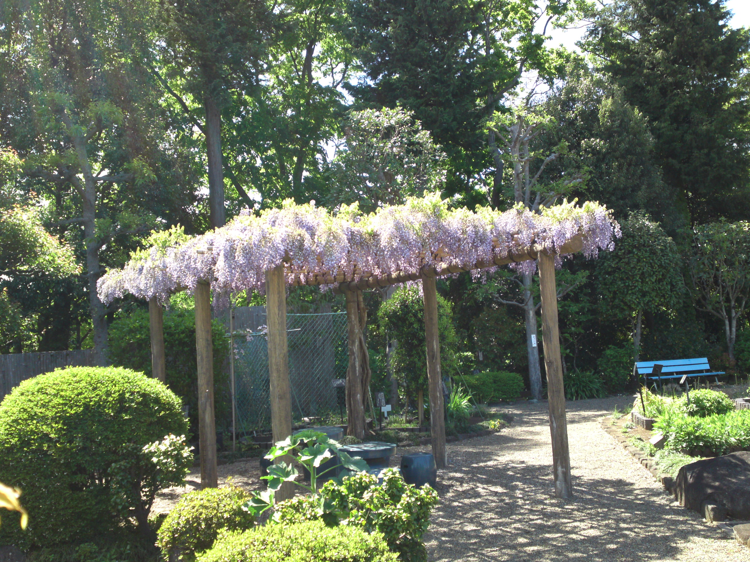 Wisteria Blossoms in Manyo Botanical Garden