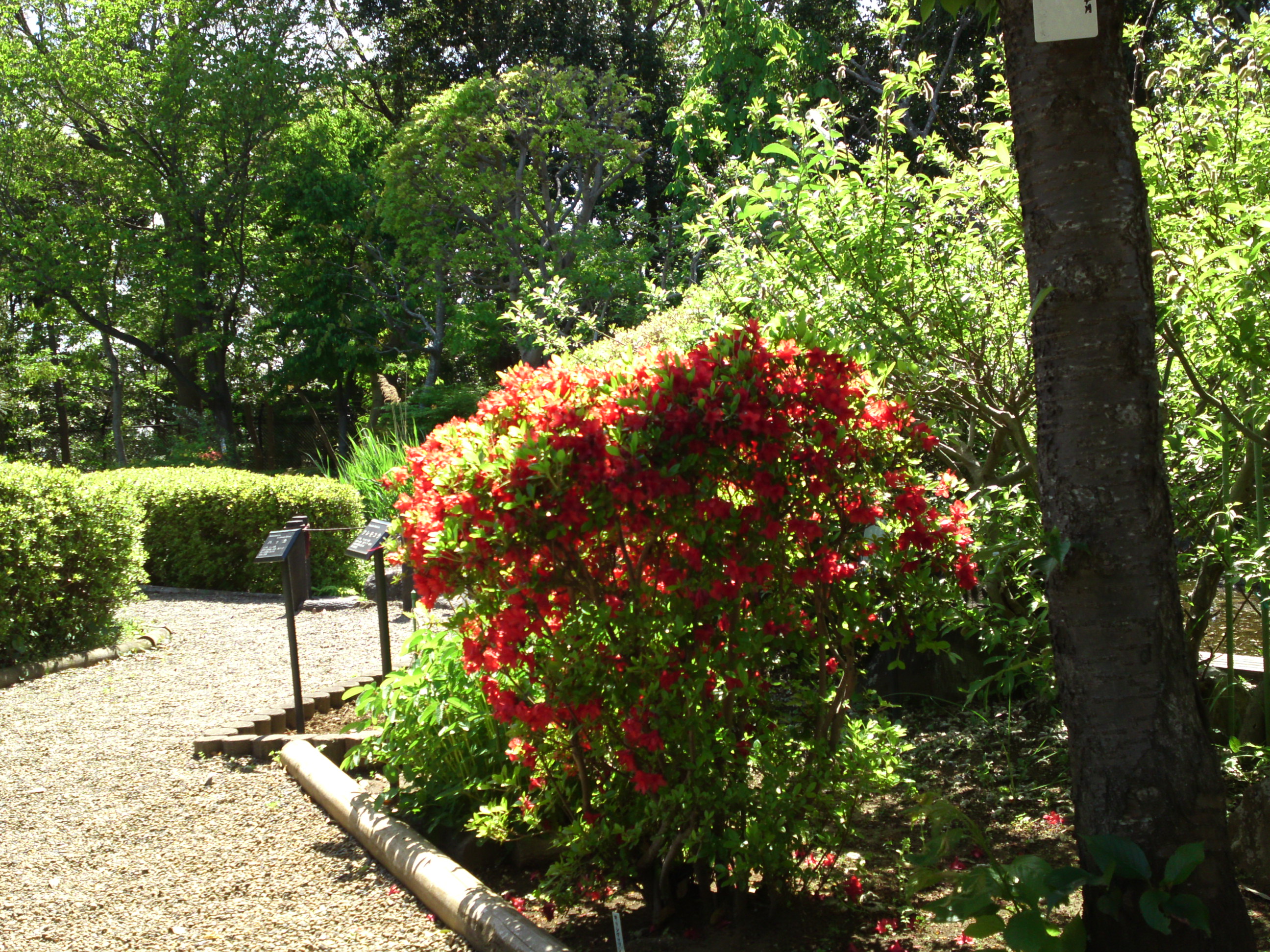 2019年万葉植物園に咲くツツジの花１