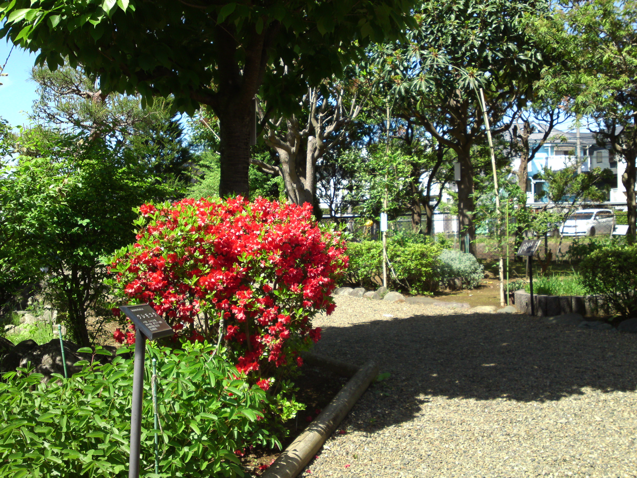 2019年万葉植物園に咲くツツジの花２