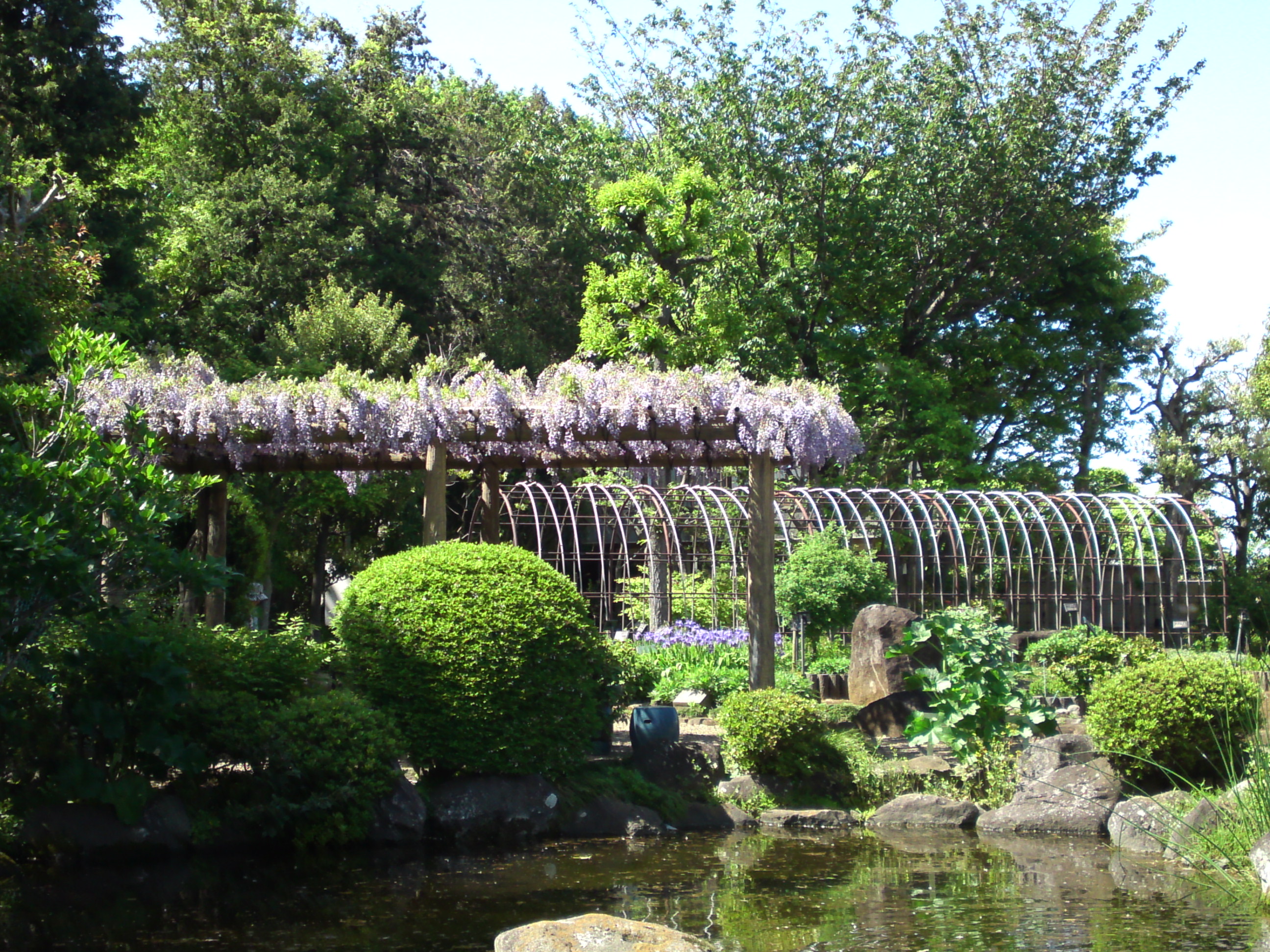 2019年万葉植物園に咲く藤の花７