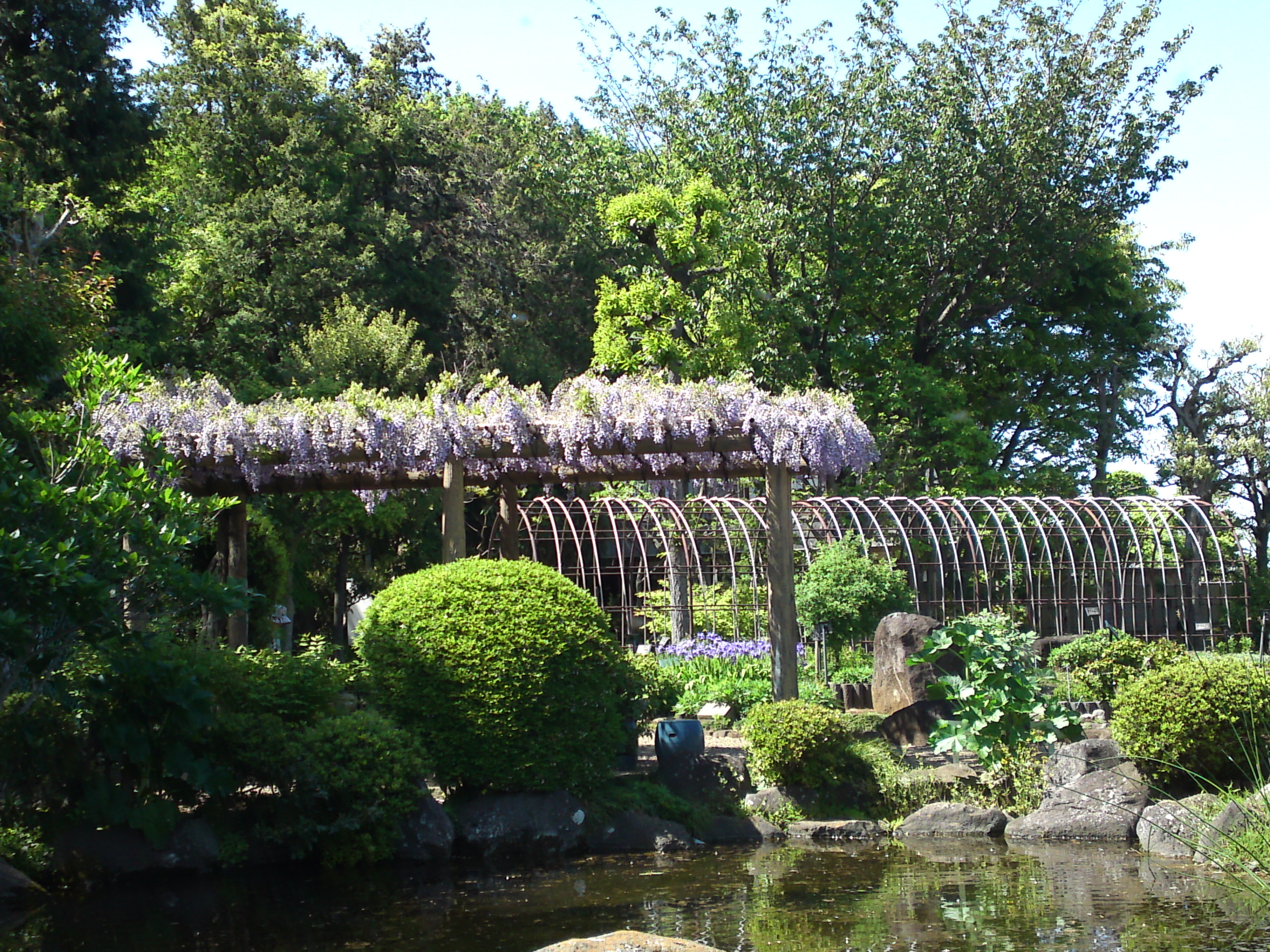 2019年万葉植物園に咲く藤の花８