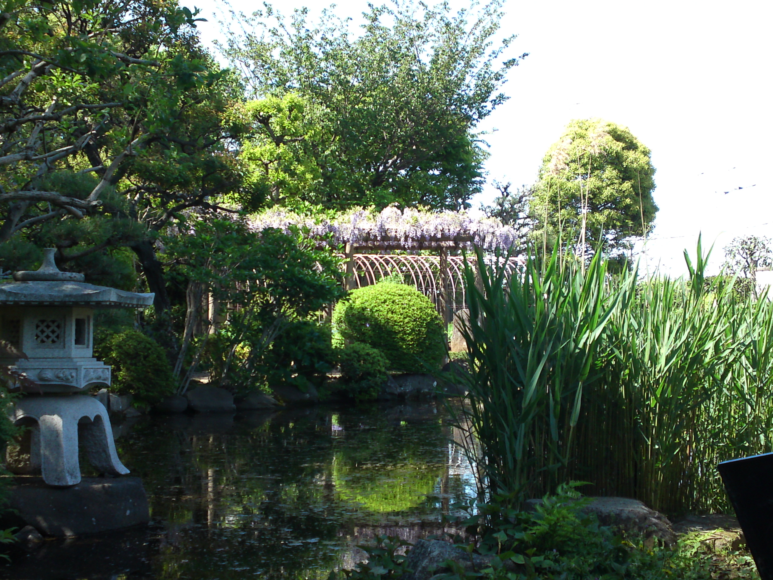 2019年万葉植物園に咲く藤の花９