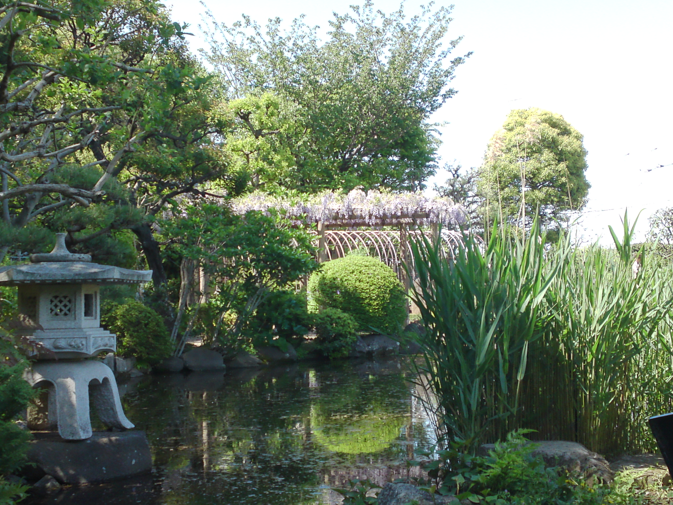 2019年万葉植物園に咲く藤の花１０