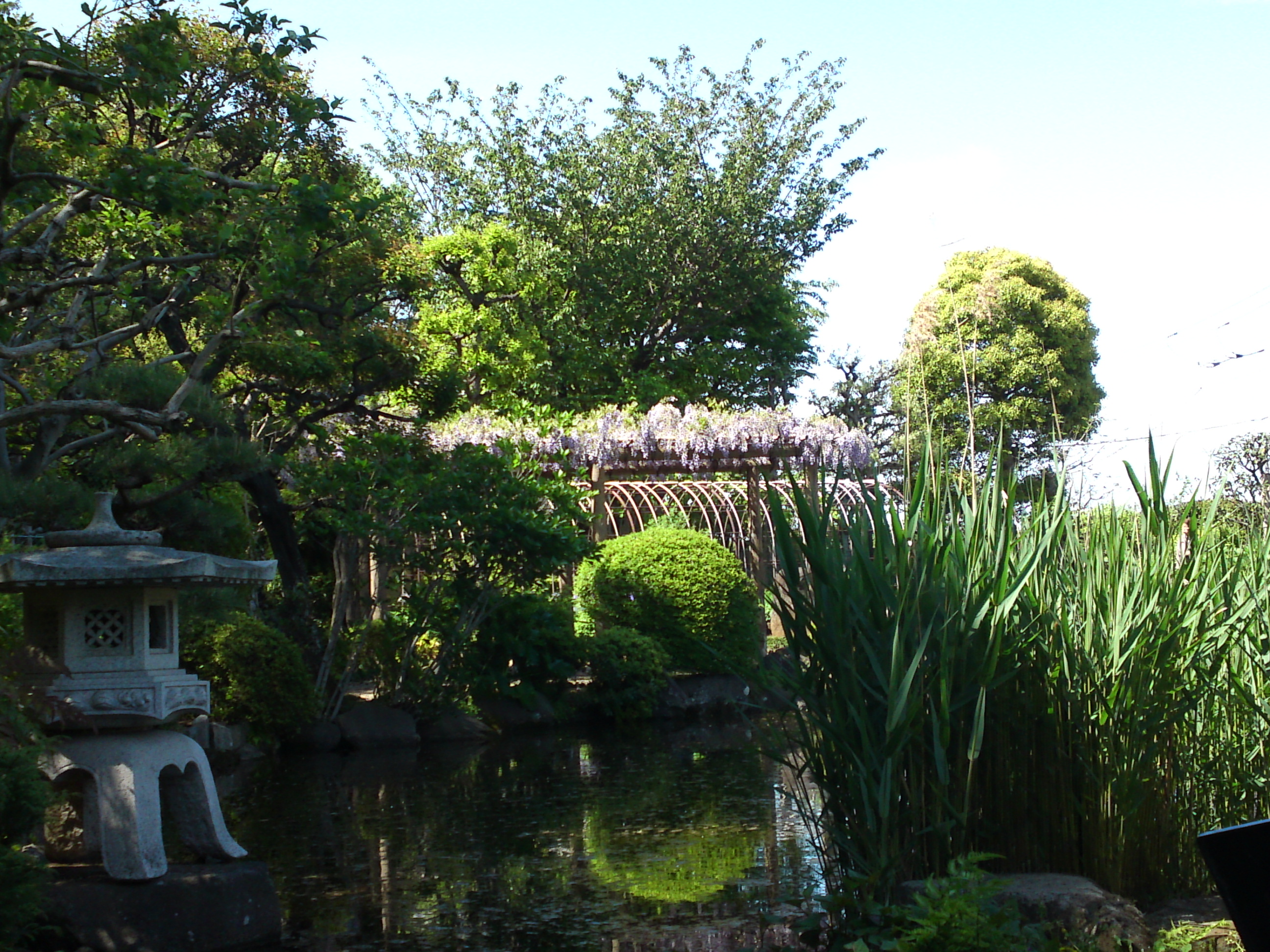 2019年万葉植物園に咲く藤の花１１