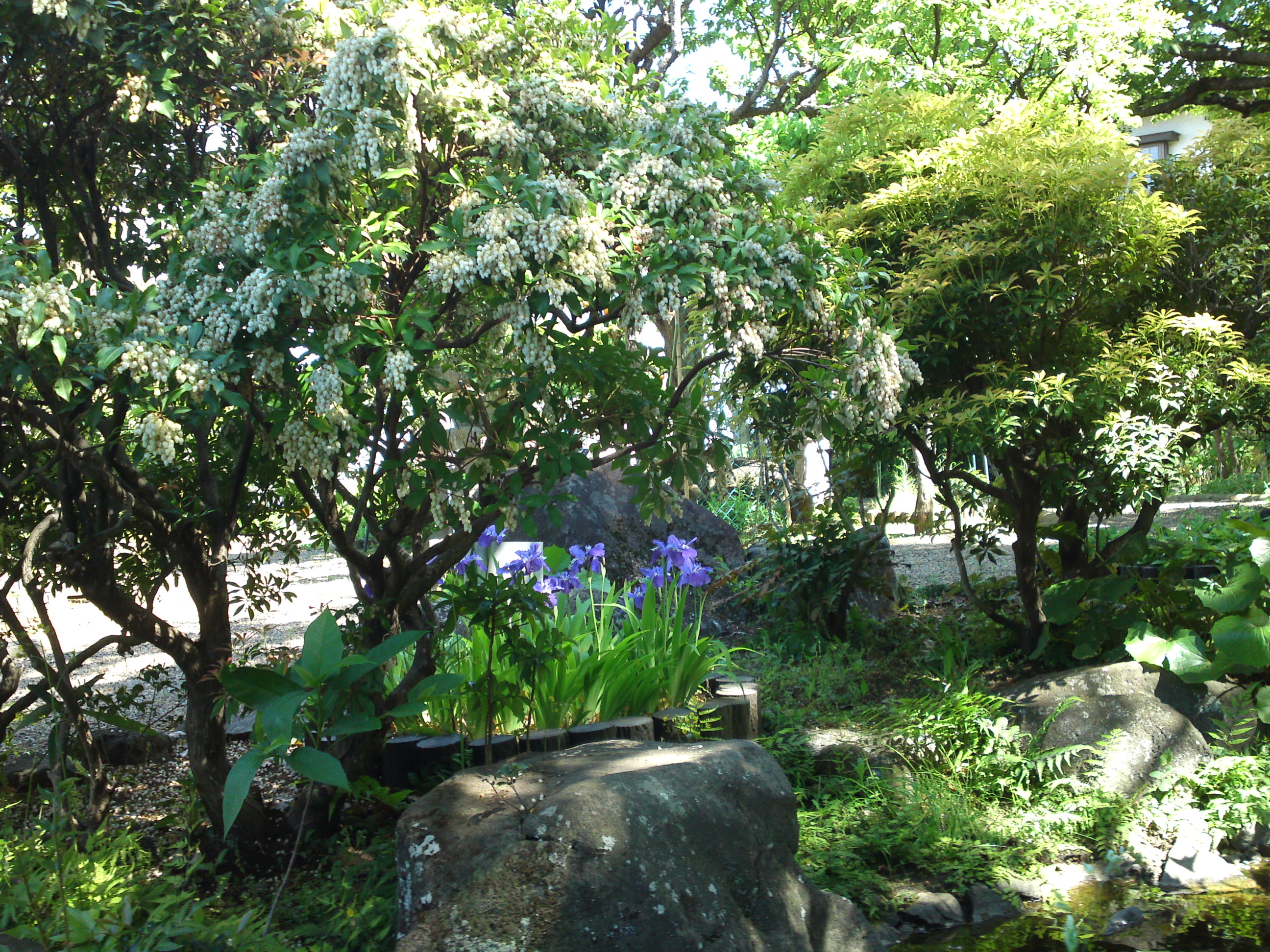 2019年万葉植物園に咲く菖蒲の花１